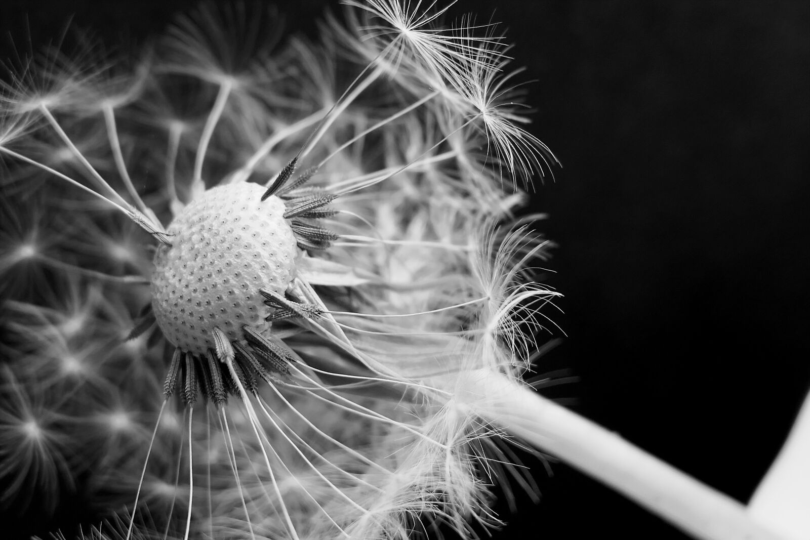 Panasonic Lumix DMC-LX10 (Lumix DMC-LX15) sample photo. Dandelion, dandelion flower, umbrella photography