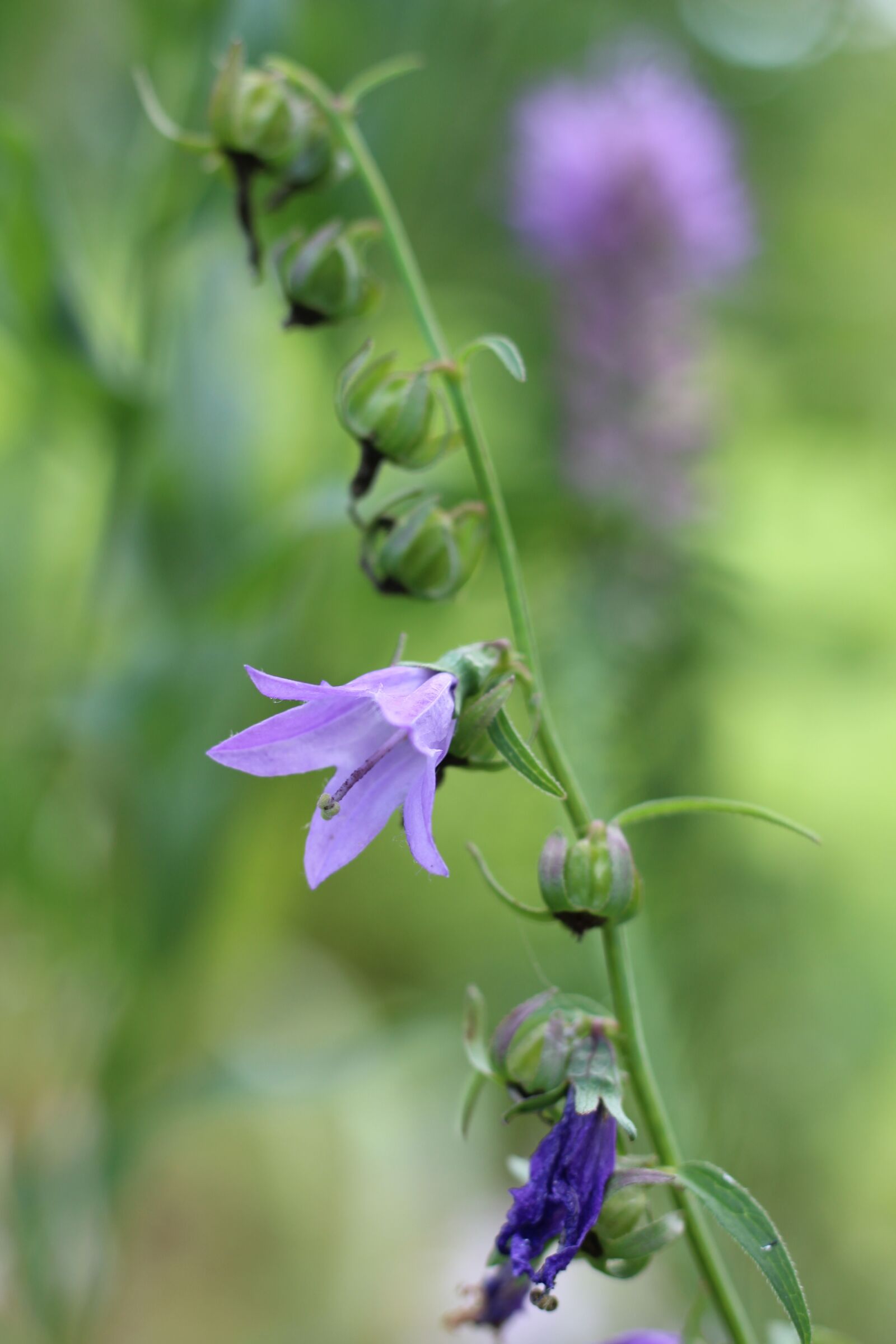 Canon EOS 1200D (EOS Rebel T5 / EOS Kiss X70 / EOS Hi) sample photo. Bluebell, spotted, flower photography