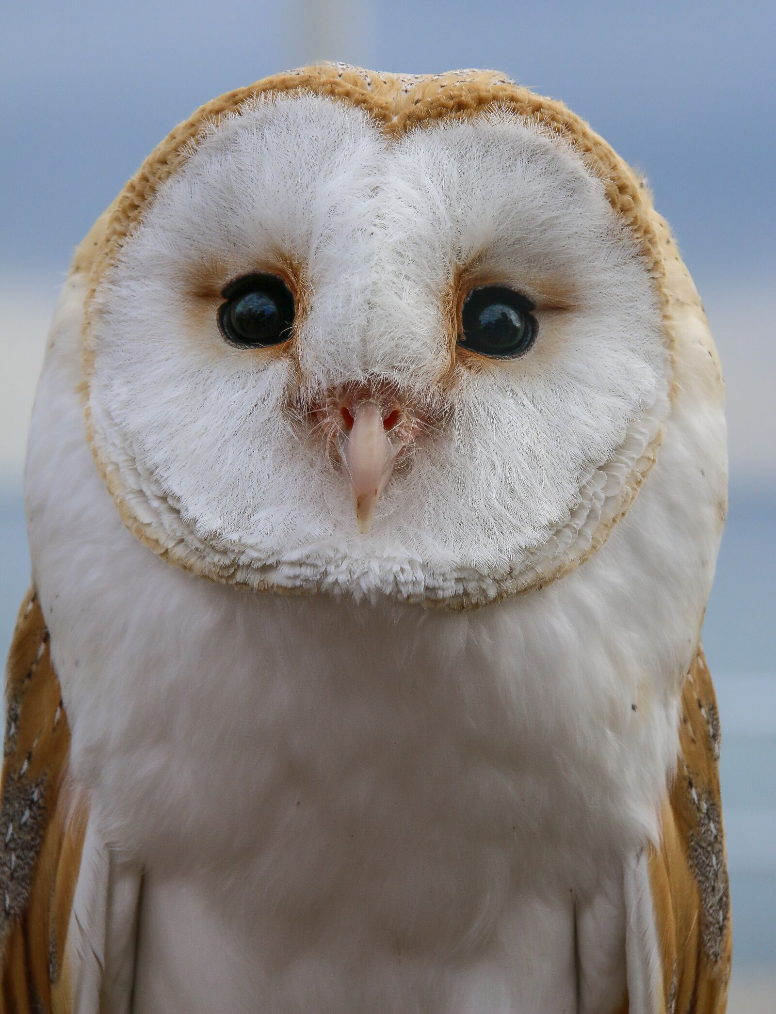 Canon EOS 70D sample photo. Ave, bird of prey photography