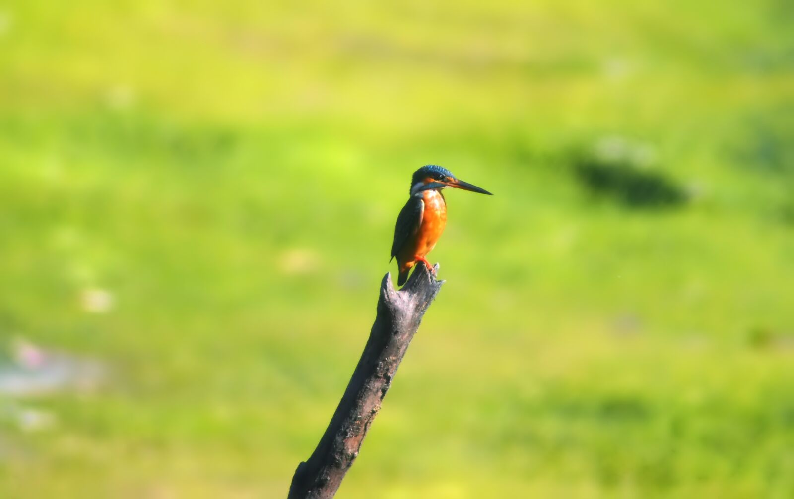 Tokina SD 400mm f/5.6 sample photo. King, fisher, common photography