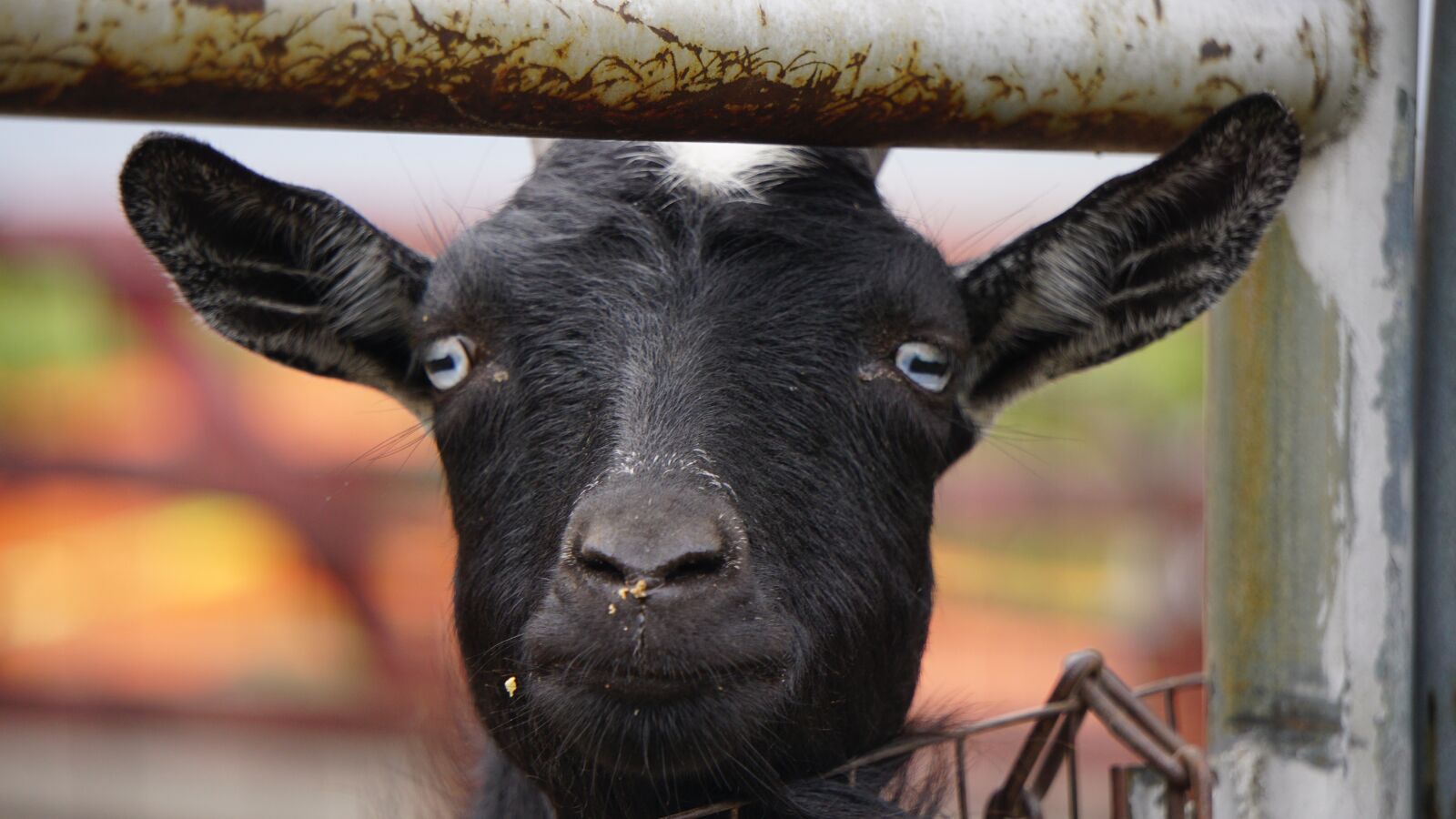 Sony a6000 sample photo. Goat, goats, face photography