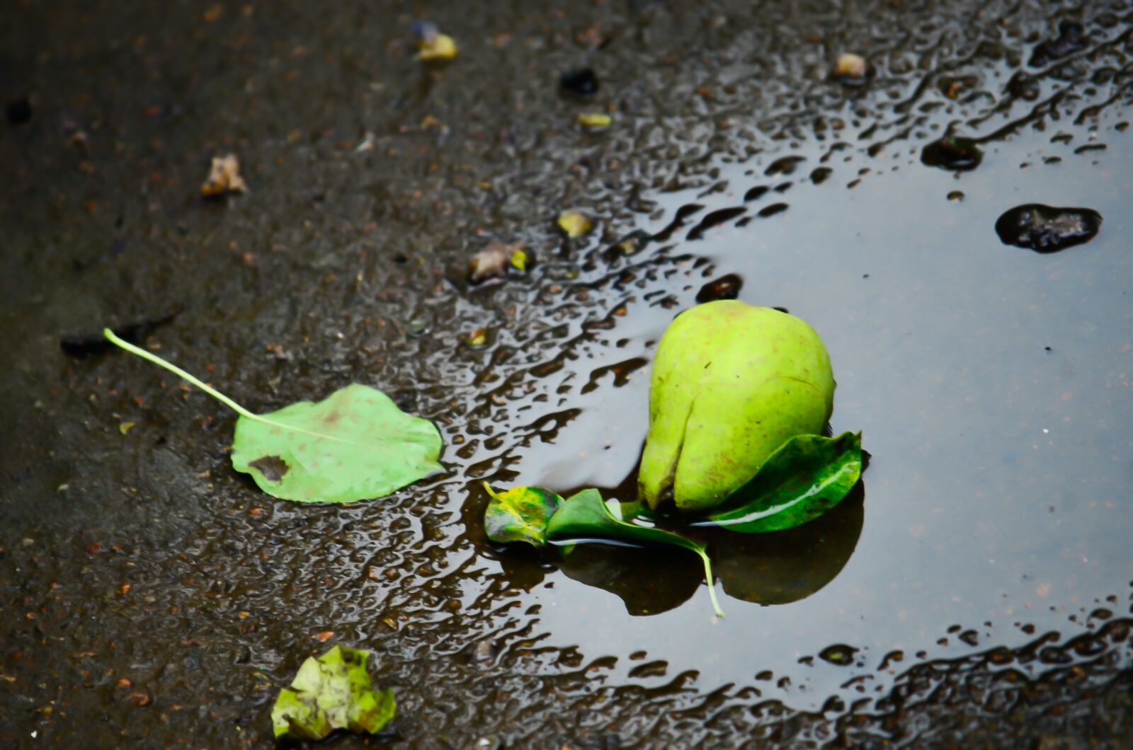 Nikon D7000 sample photo. Pear, puddle, water photography