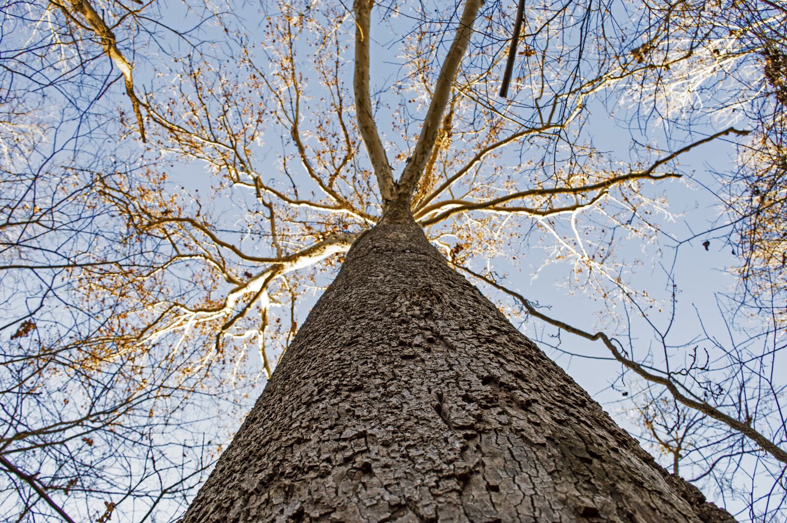 Nikon D3200 sample photo. Tree, sky, nature photography