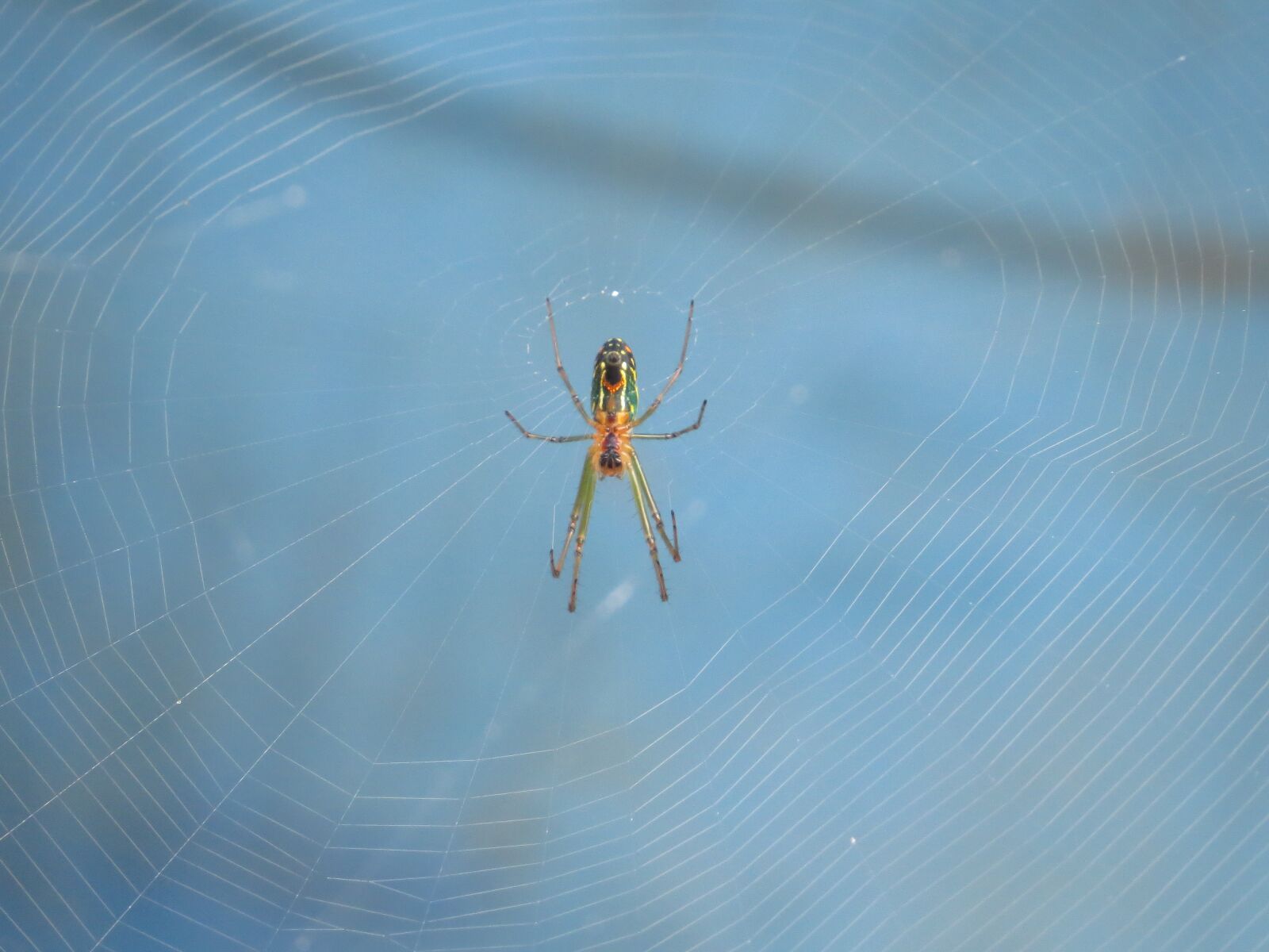 Canon PowerShot SX50 HS sample photo. Nature, insects, colombia photography