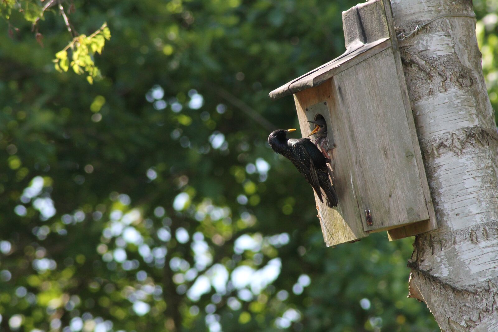 Canon EOS 1100D (EOS Rebel T3 / EOS Kiss X50) sample photo. Feeding, birds, cataracts photography