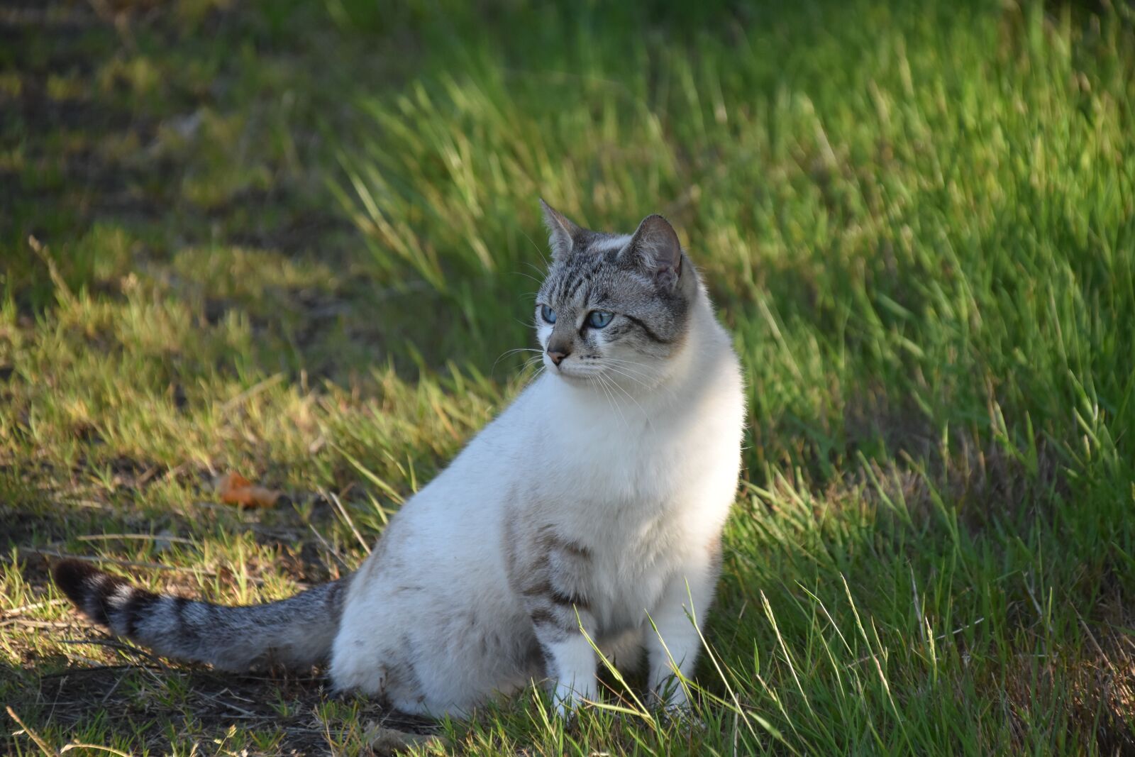 Nikon D5600 sample photo. Cat, alley cat, european photography