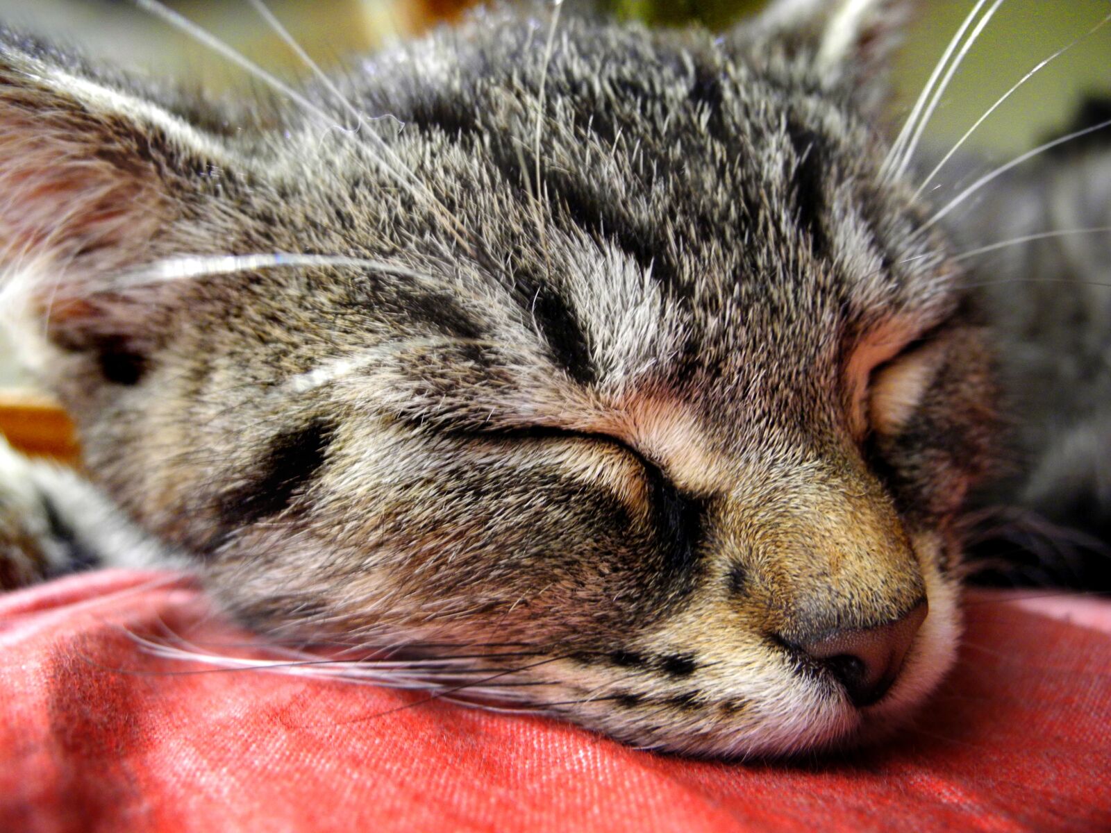 Nikon Coolpix P7000 sample photo. Cat, kitten, head photography