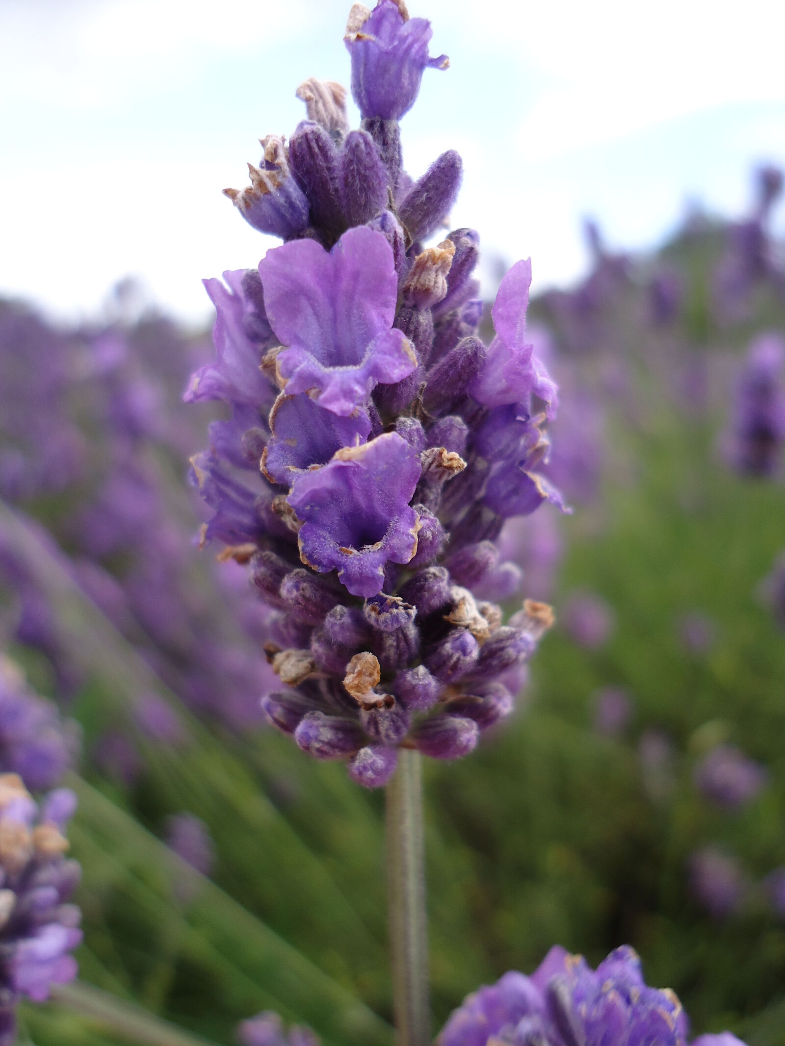 Sony Cyber-shot DSC-W610 sample photo. Lavender photography