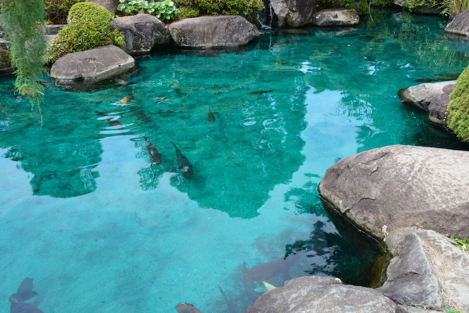 Nikon D7100 sample photo. Pond, carp, temple photography