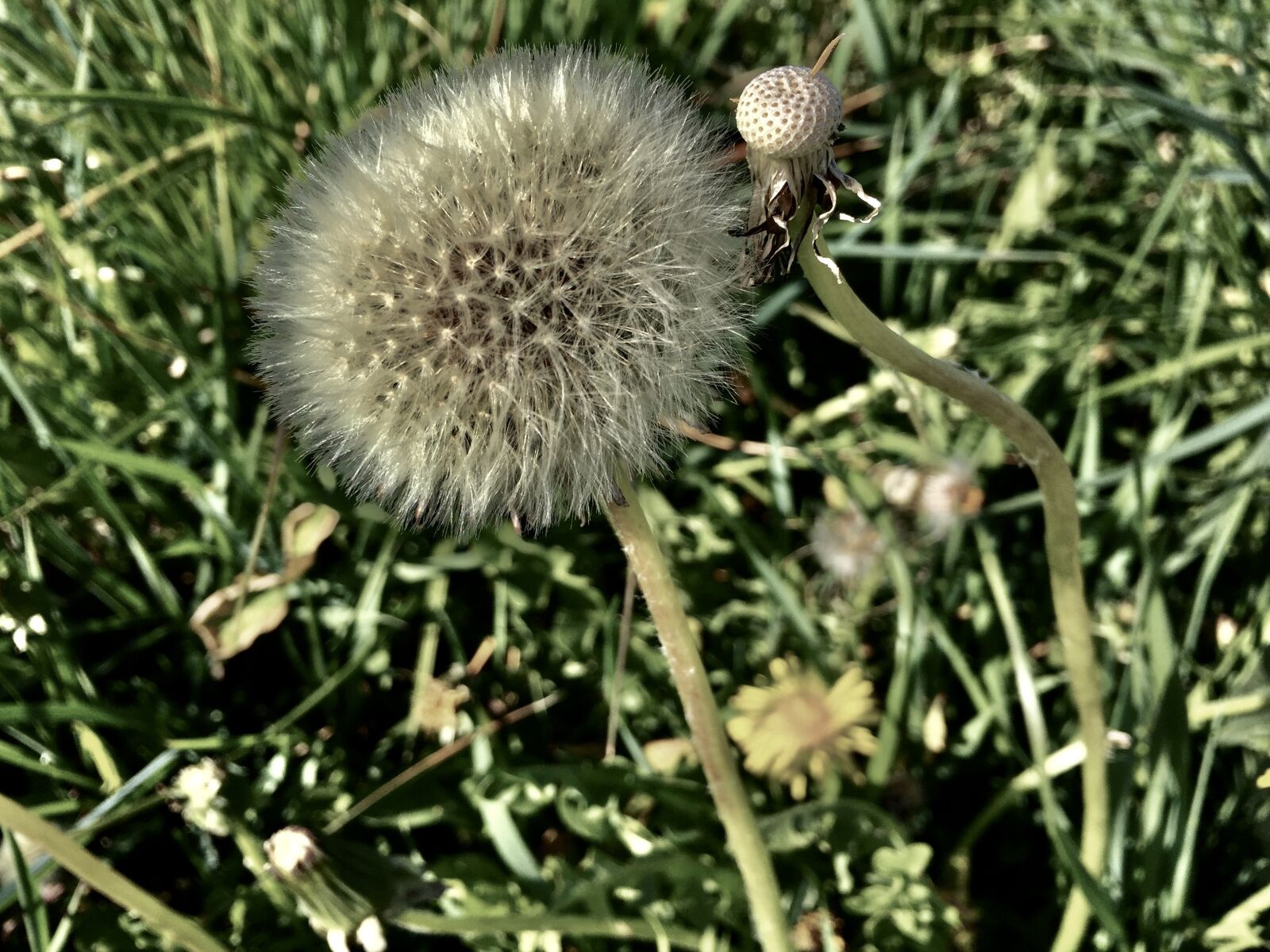iPhone 6 back camera 4.15mm f/2.2 sample photo. Dandelion, meadow, nature photography