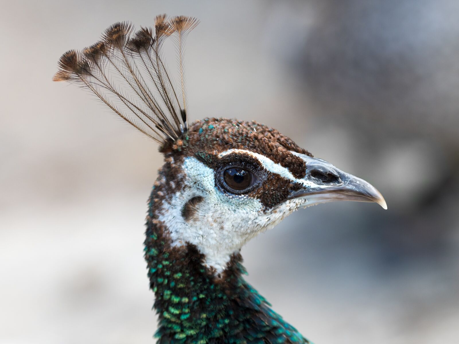 OLYMPUS M.300mm F4.0 sample photo. Peacock, bird, animal photography