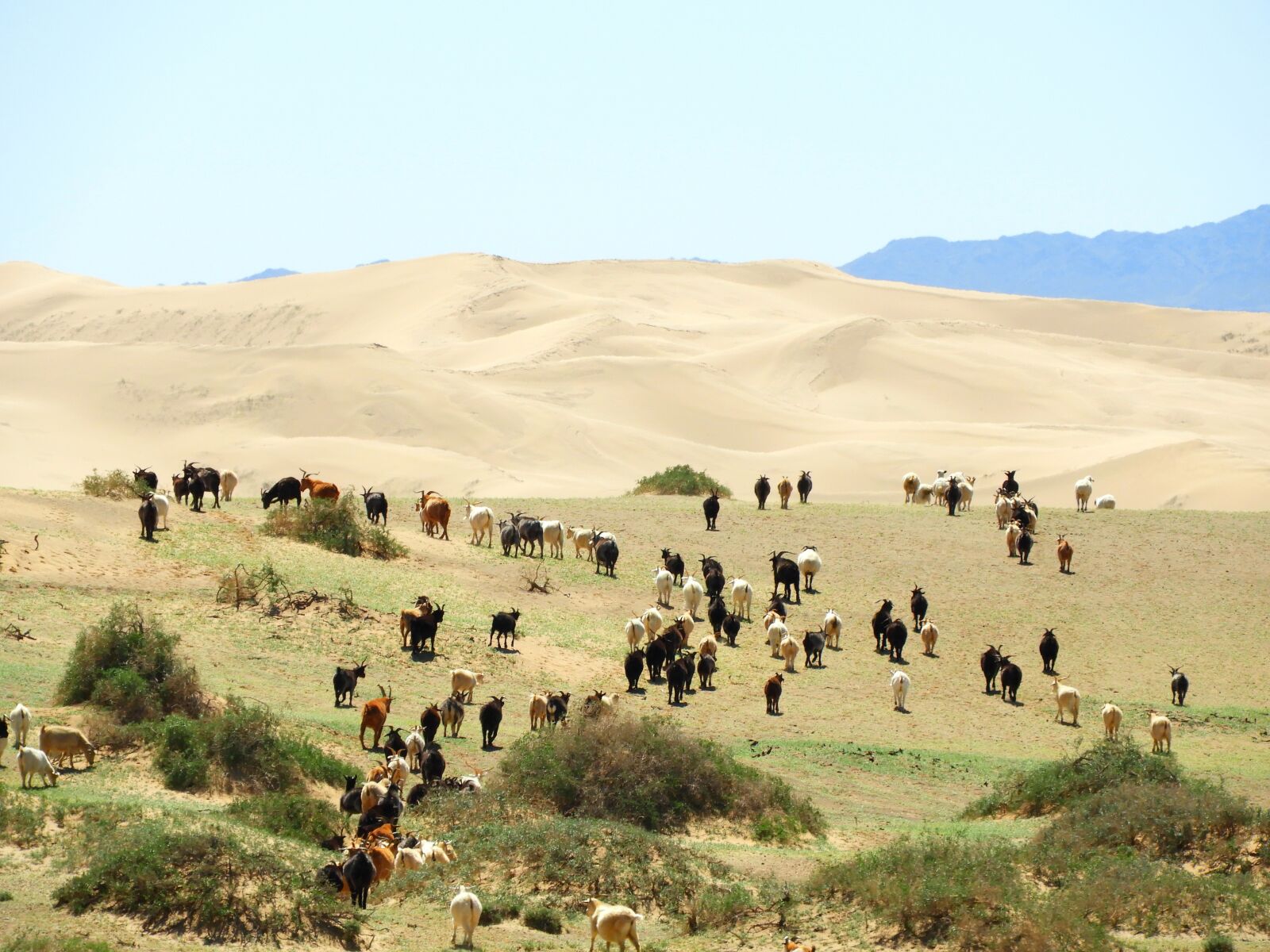 Nikon Coolpix B700 sample photo. Steppe, the gobi desert photography