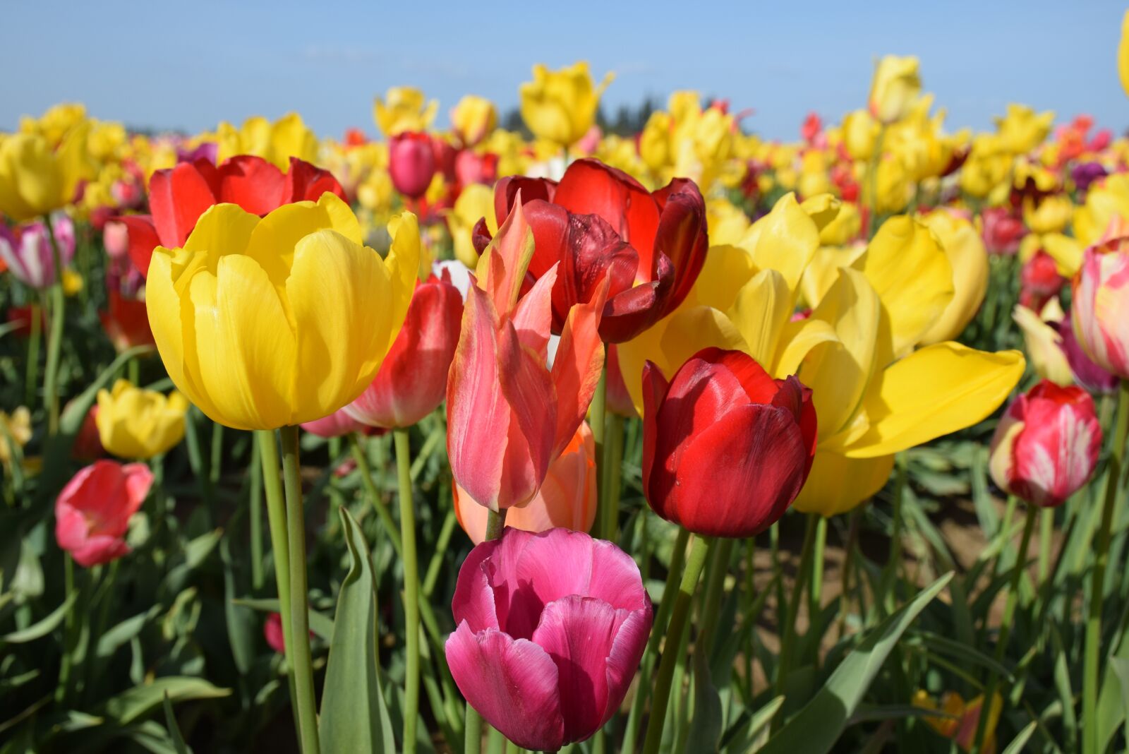 Nikon D5300 sample photo. Flowers, tulips, spring photography