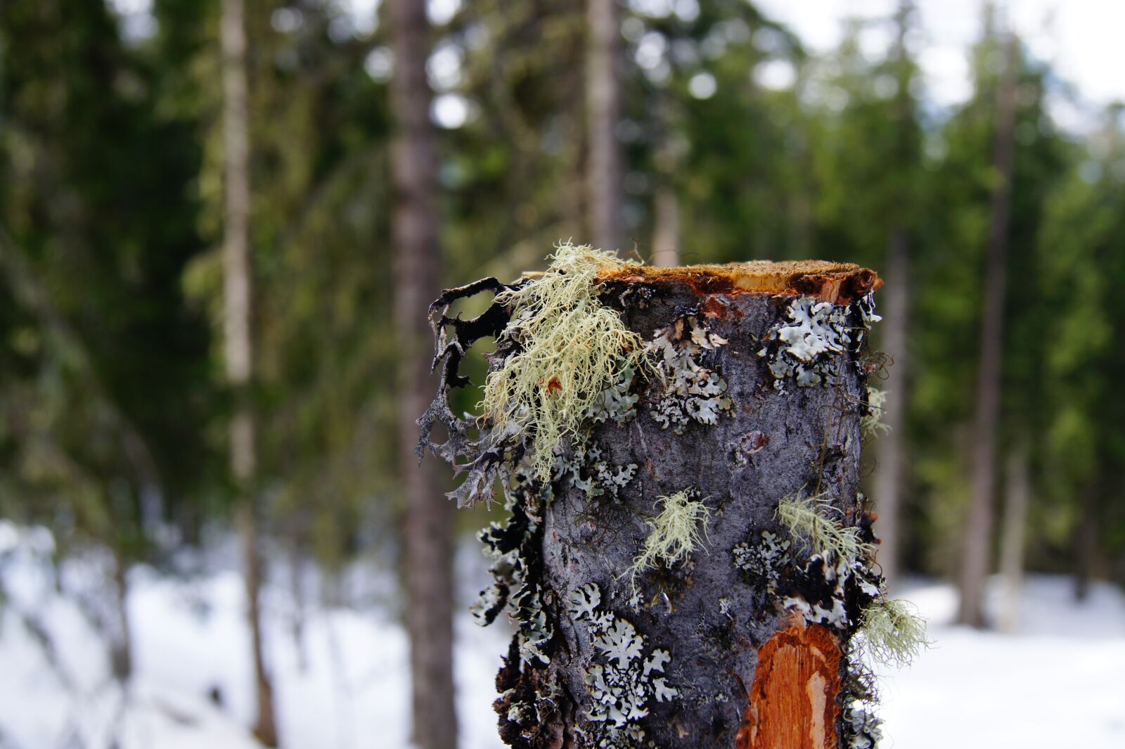 Sony SLT-A33 sample photo. Nature, tree, lichen photography