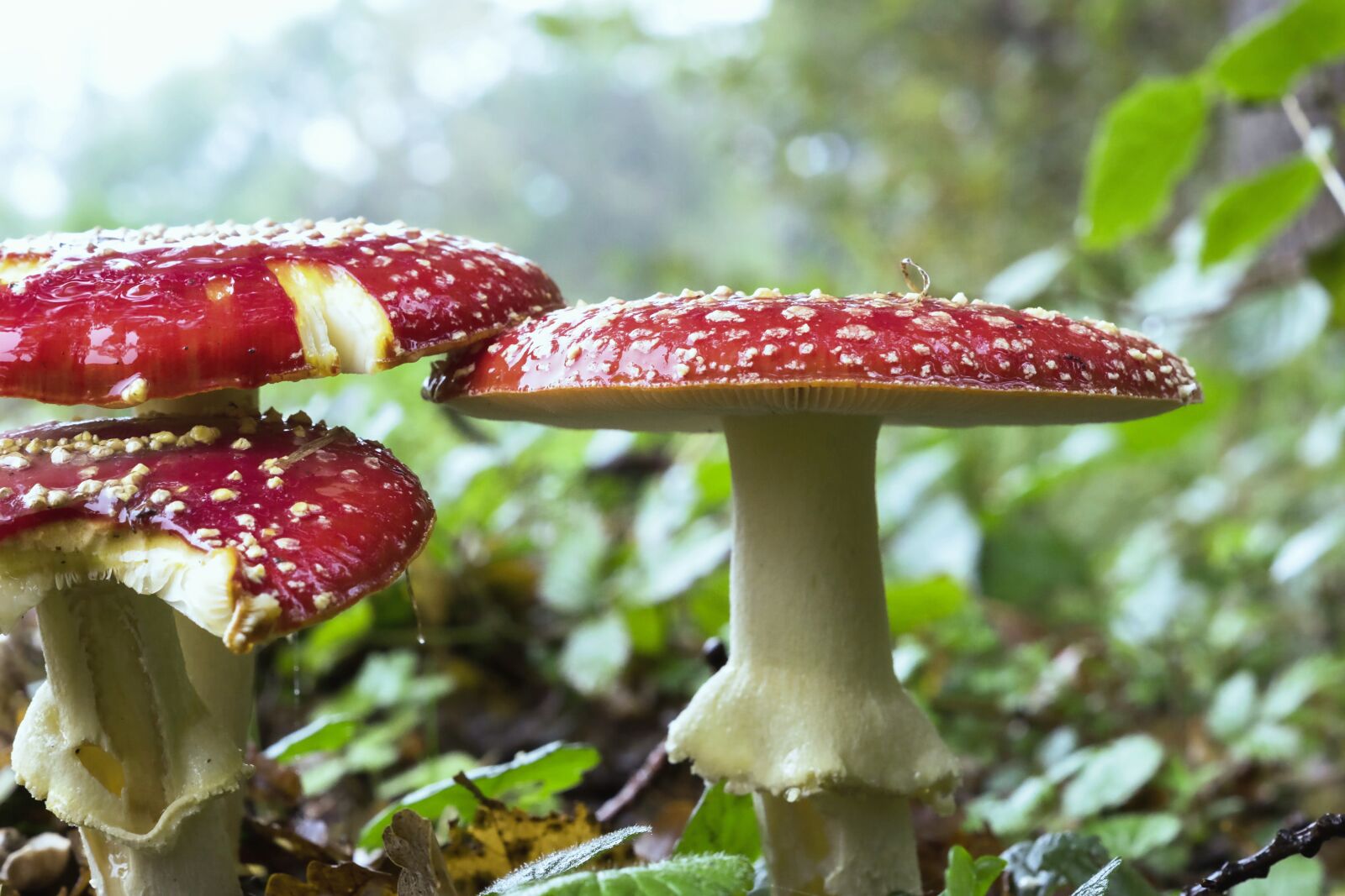 Sony ILCA-77M2 + Sony DT 50mm F1.8 SAM sample photo. Fliegenpliz, mushroom, forest photography