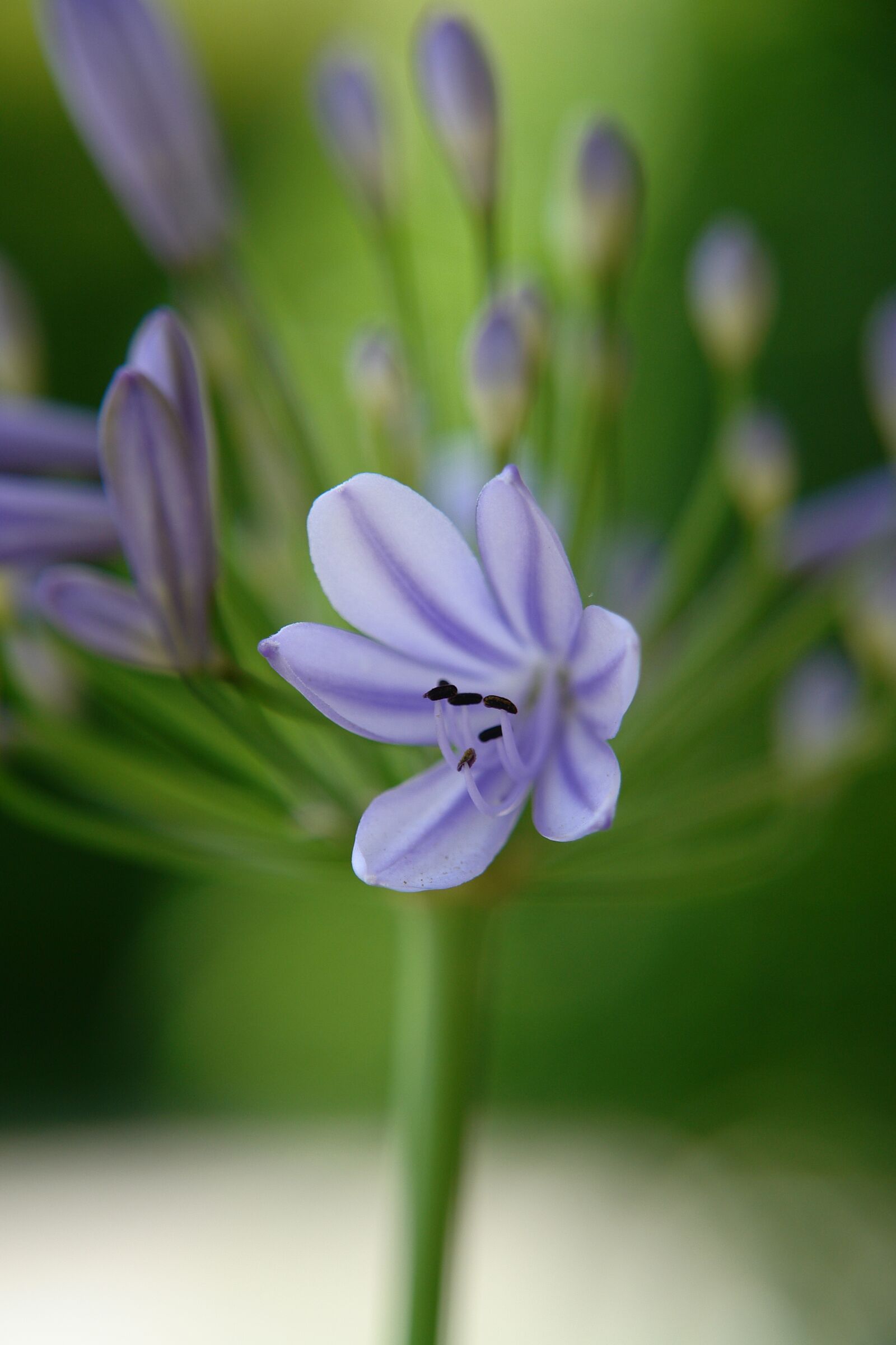 Sony DSC-R1 sample photo. Blue, blossom, bloom photography