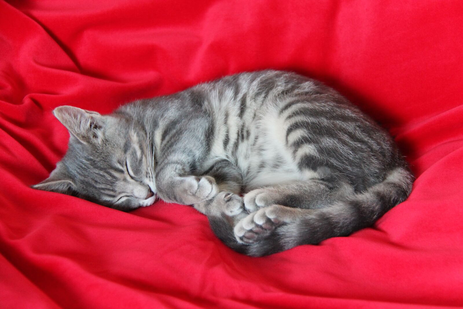 Canon EOS 500D (EOS Rebel T1i / EOS Kiss X3) sample photo. Sleep, kitten, rest photography