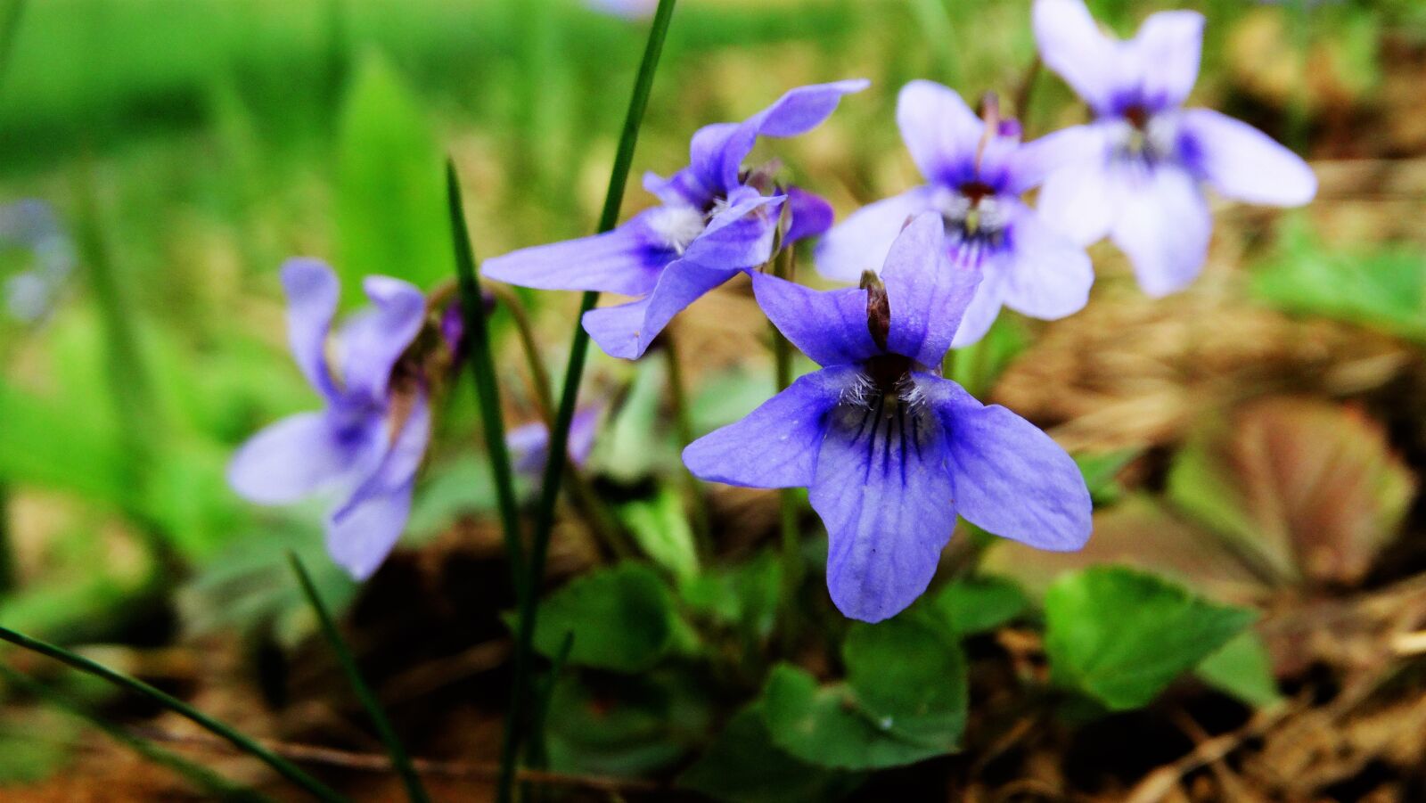 Sony Cyber-shot DSC-HX300 sample photo. Pansy, flower, purple photography