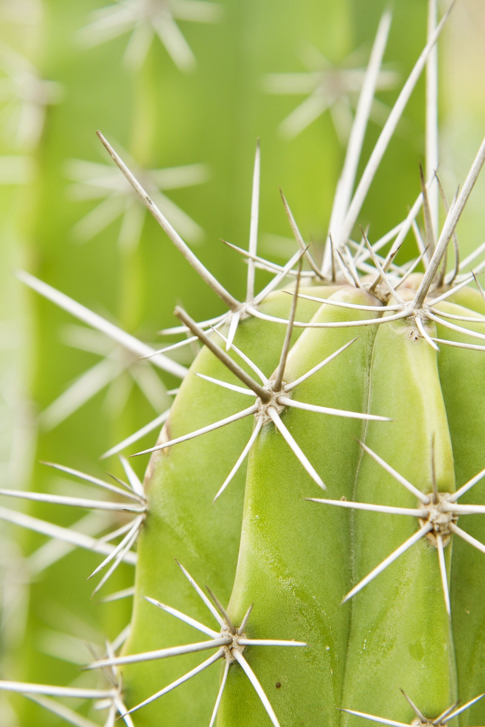 Nikon D750 sample photo. Cacti, cactus, thorn photography
