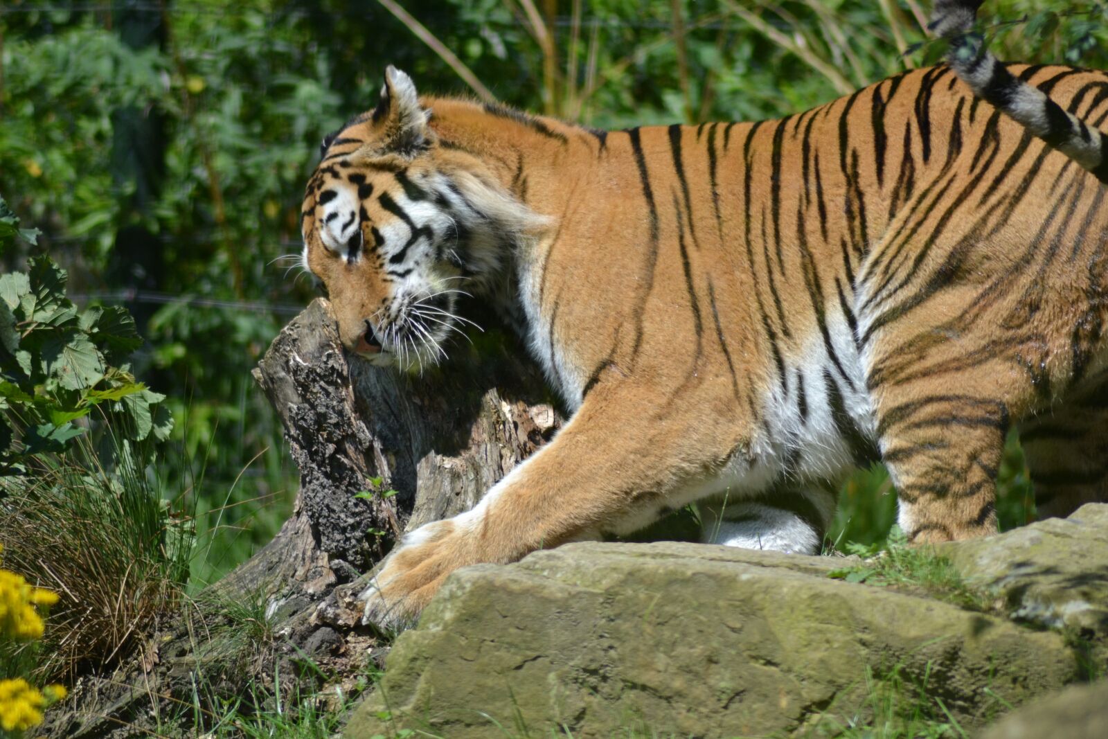 Nikon D3100 sample photo. Tiger, zoo, big cat photography