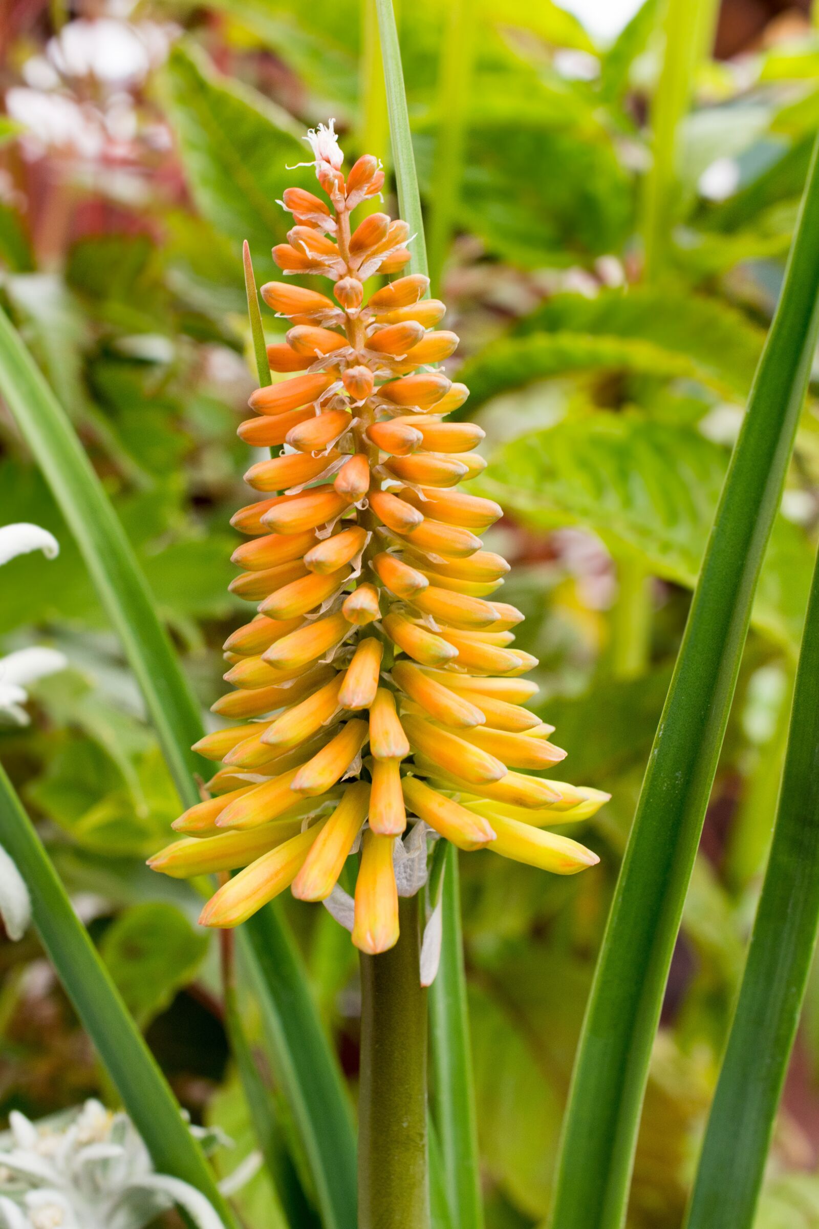 Nikon D7200 sample photo. Torch lily, flower, blossom photography