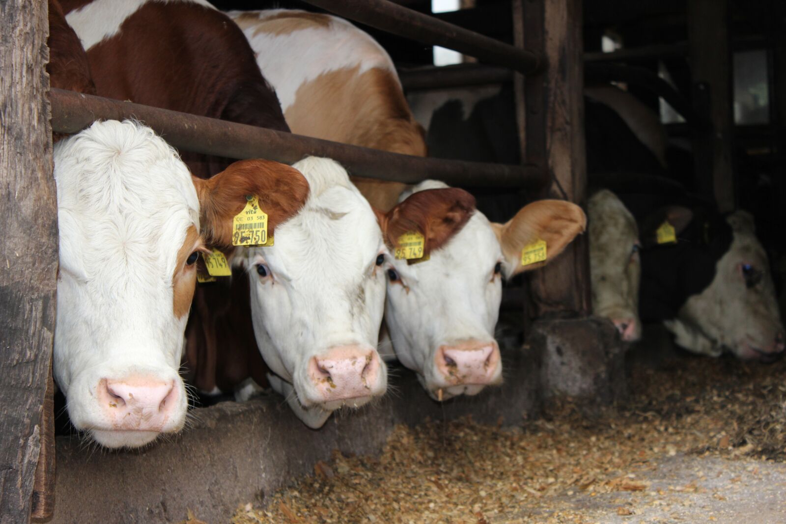 Canon EOS 600D (Rebel EOS T3i / EOS Kiss X5) sample photo. Cops, cattle, stall photography