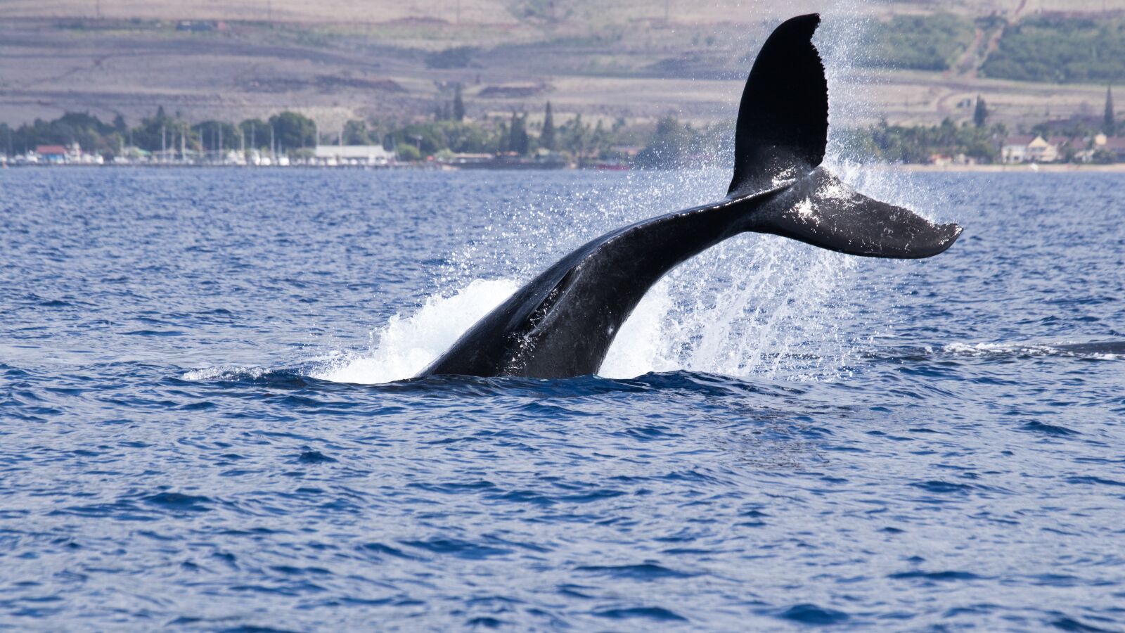 Canon EF 70-200mm F4L IS USM sample photo. Humpback, whale, whale tail photography
