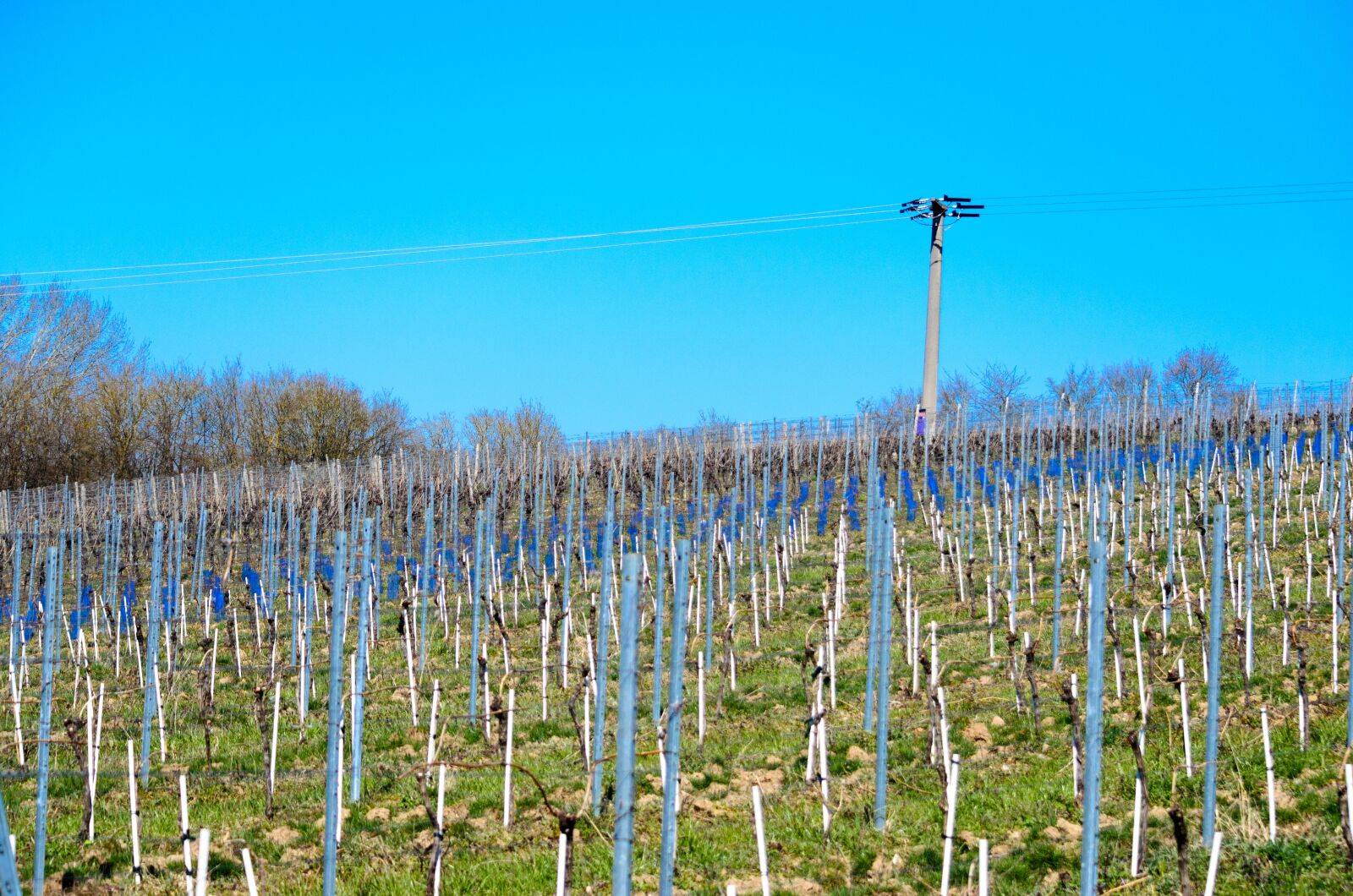 Nikon D5100 sample photo. Vineyard, spring, bloom photography