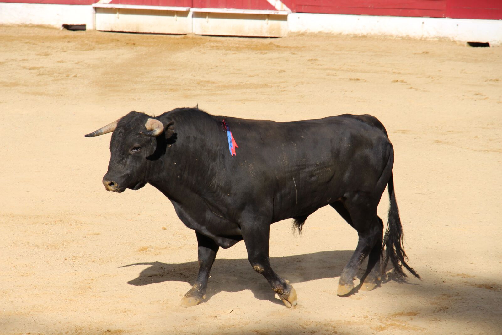 Canon EOS 700D (EOS Rebel T5i / EOS Kiss X7i) sample photo. Bullfight, bull, arenas photography