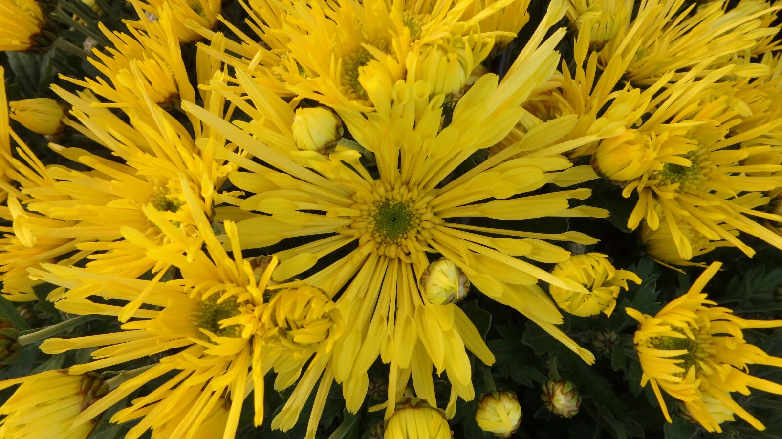 Olympus TG-860 sample photo. Chrysanthemum, f liovn k photography
