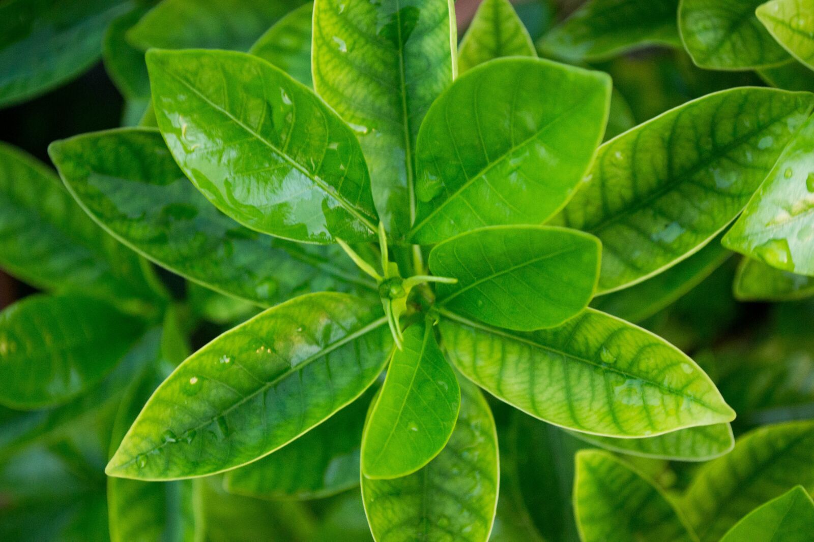 Nikon D3100 sample photo. Plant, garden, green photography