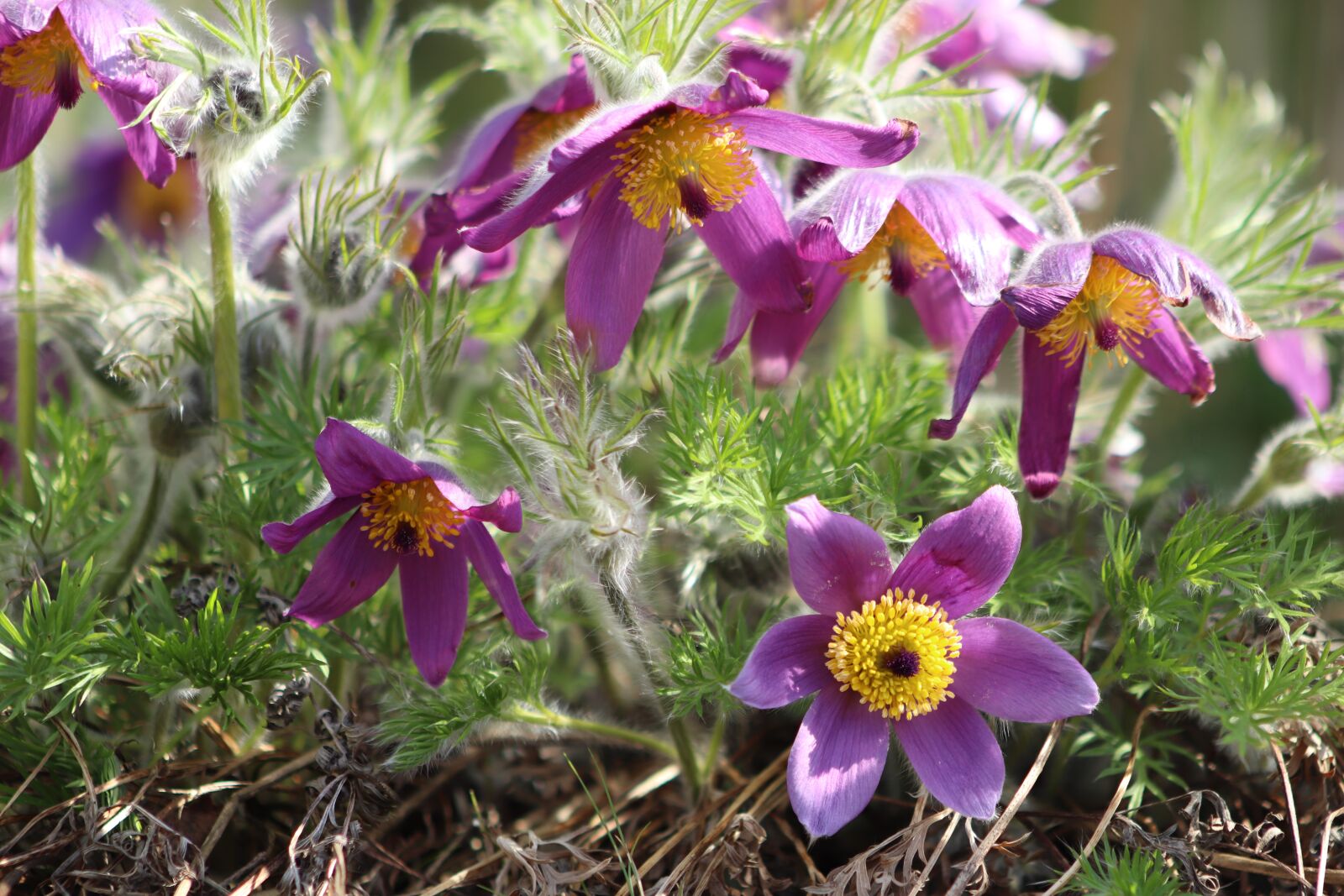 Canon EOS 800D (EOS Rebel T7i / EOS Kiss X9i) sample photo. Pasqueflower, pasque flower, hahnenfu photography