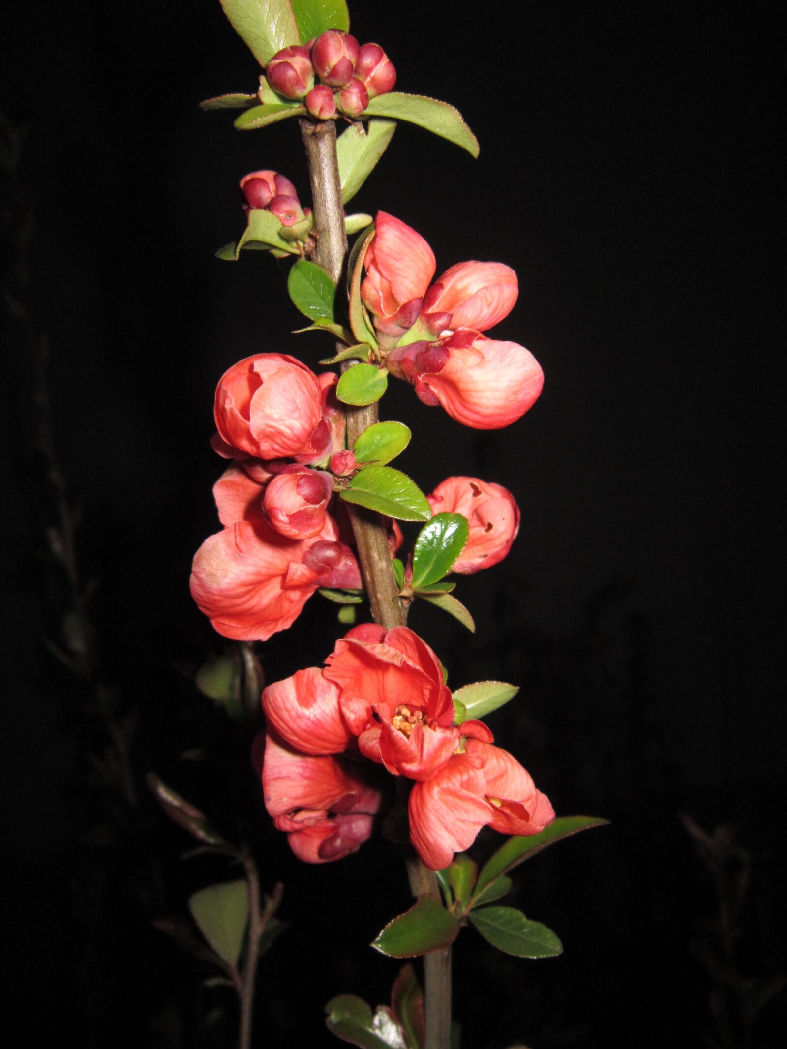 Canon PowerShot A3200 IS sample photo. Ornamental quince, blossom, bloom photography