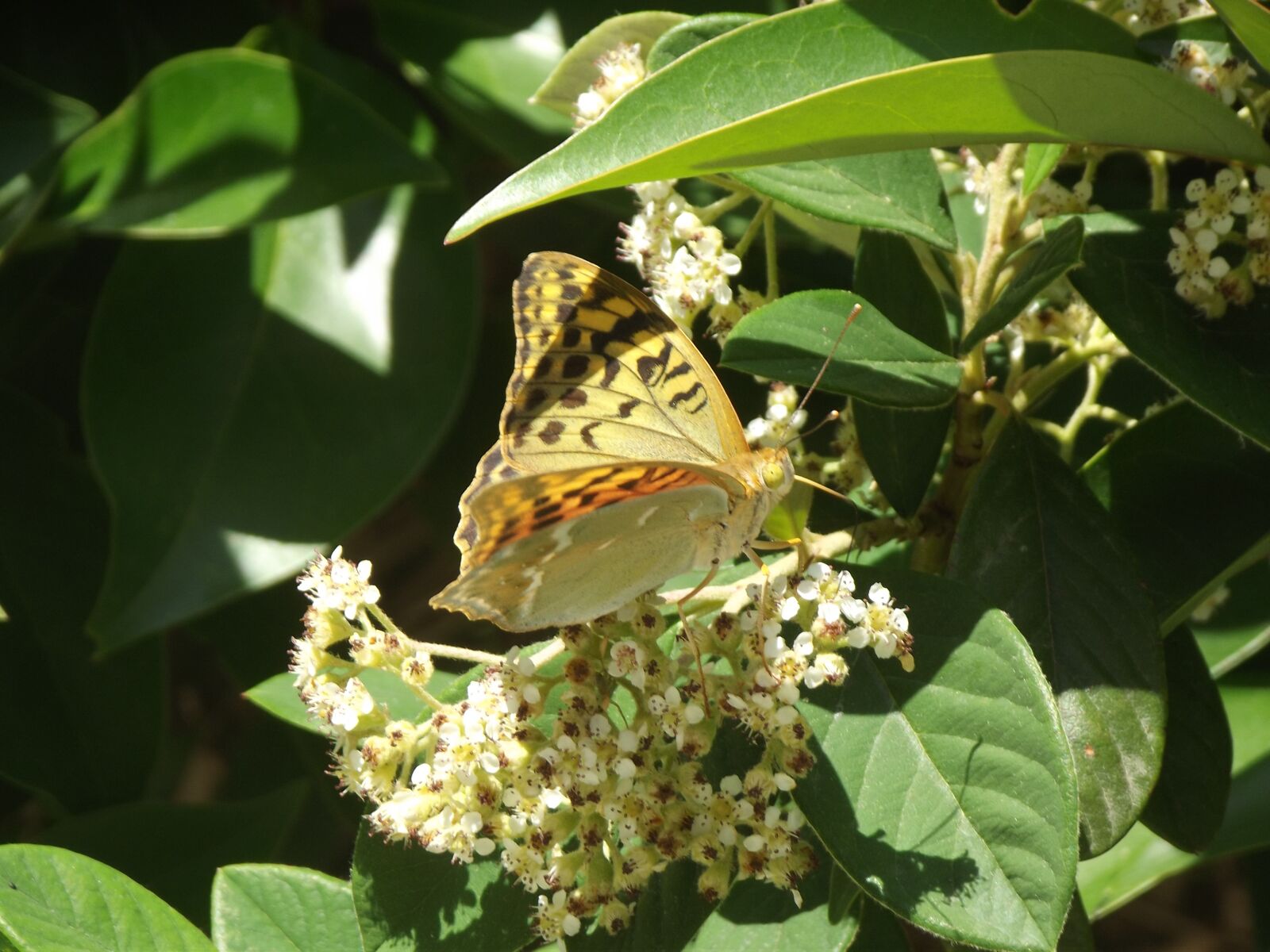 Fujifilm FinePix S2980 sample photo. Butterfly, summer, nature photography