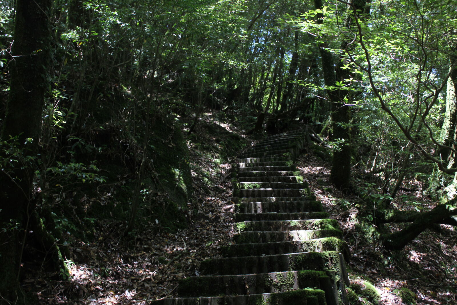 Canon EOS 600D (Rebel EOS T3i / EOS Kiss X5) sample photo. Forest photography