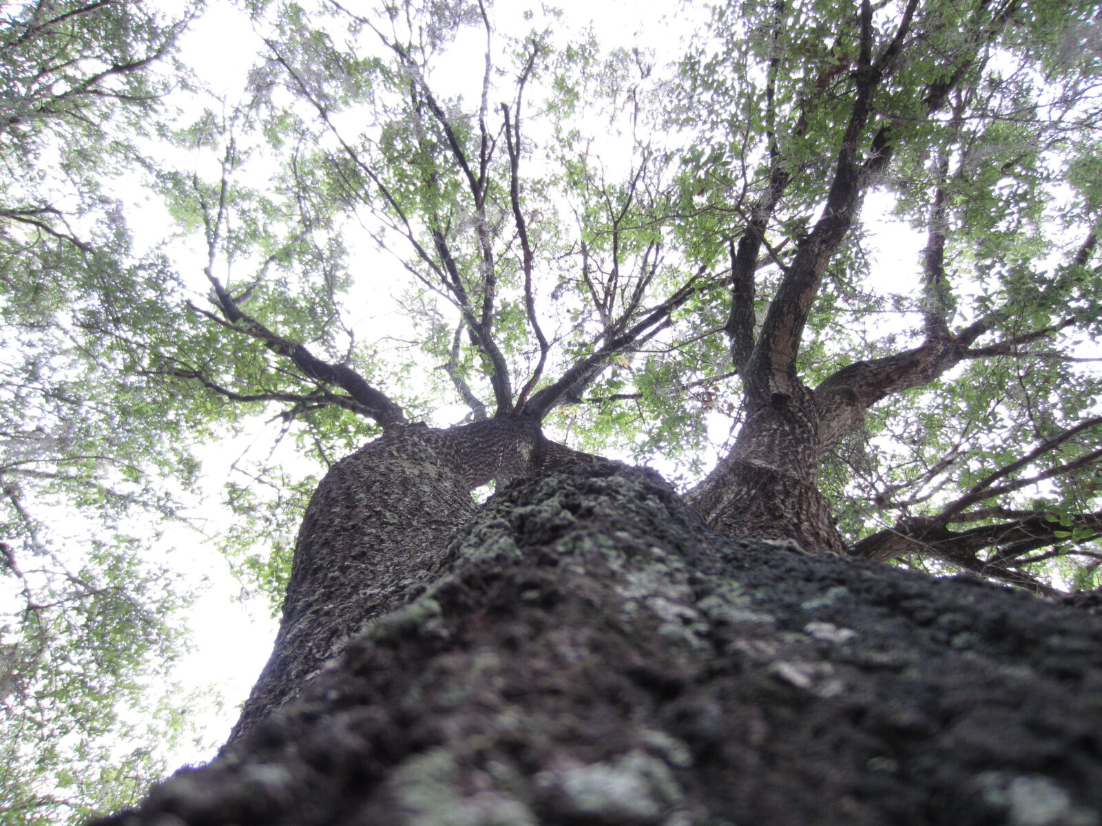 Canon PowerShot ELPH 300 HS (IXUS 220 HS / IXY 410F) sample photo. Albero, celo, cima, sky photography