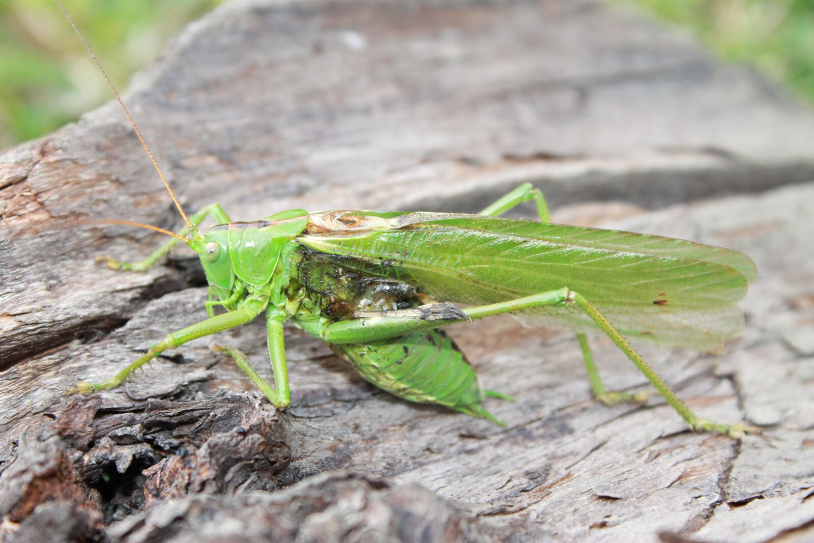 Canon EOS 1100D (EOS Rebel T3 / EOS Kiss X50) sample photo. Grasshopper, wood, insect photography