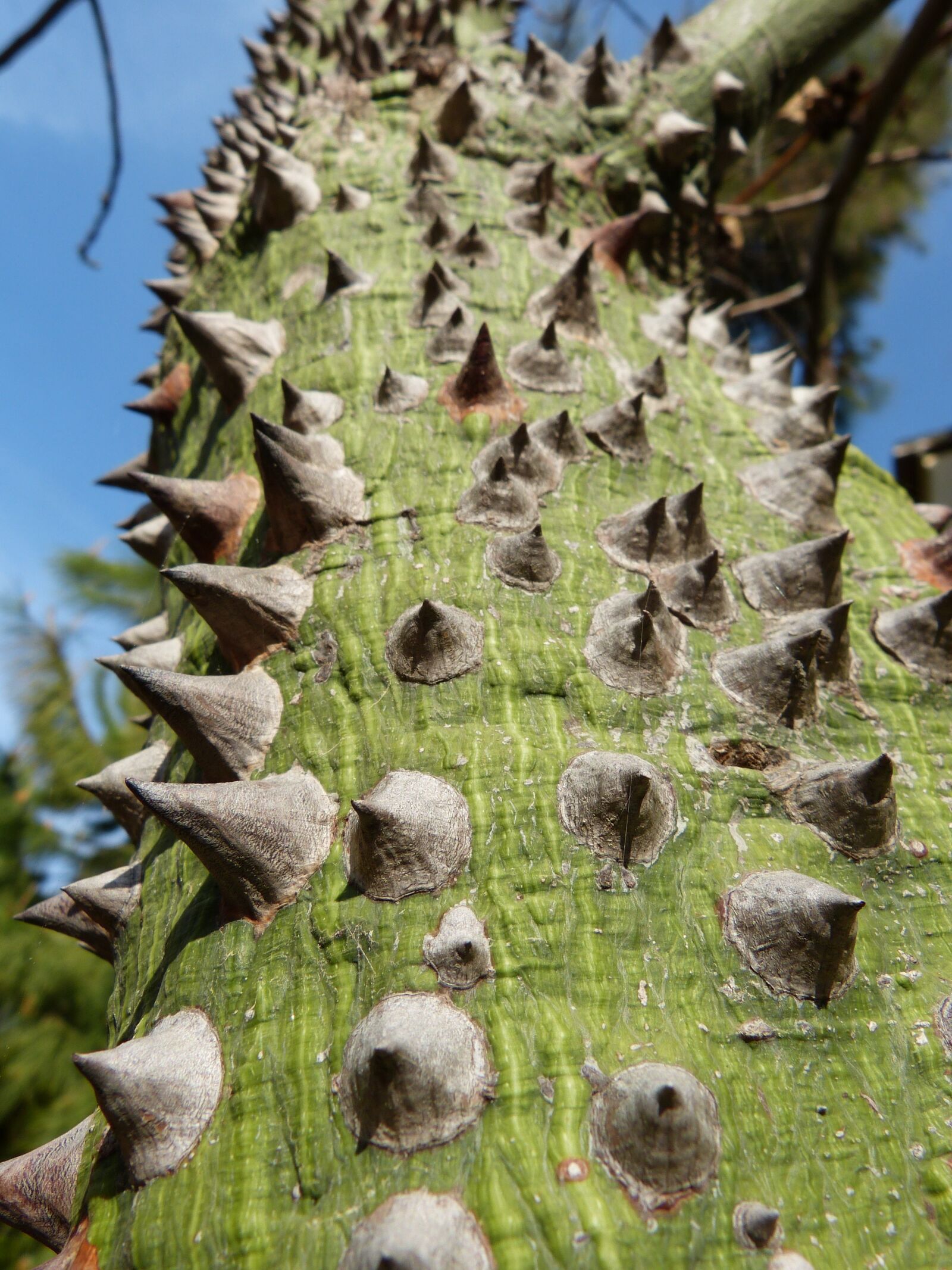 Panasonic Lumix DMC-FZ150 sample photo. Ceiba speciosa, barbed tree photography