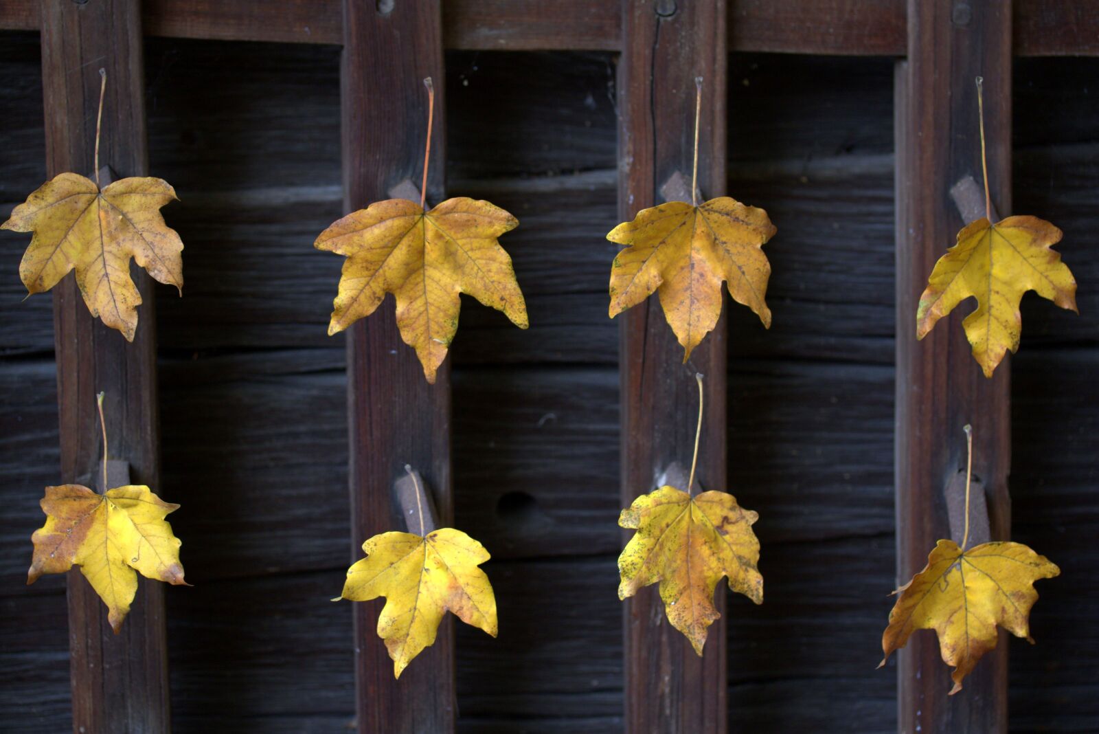 Canon EF-S 60mm F2.8 Macro USM sample photo. Leaves, yellow, autumn photography