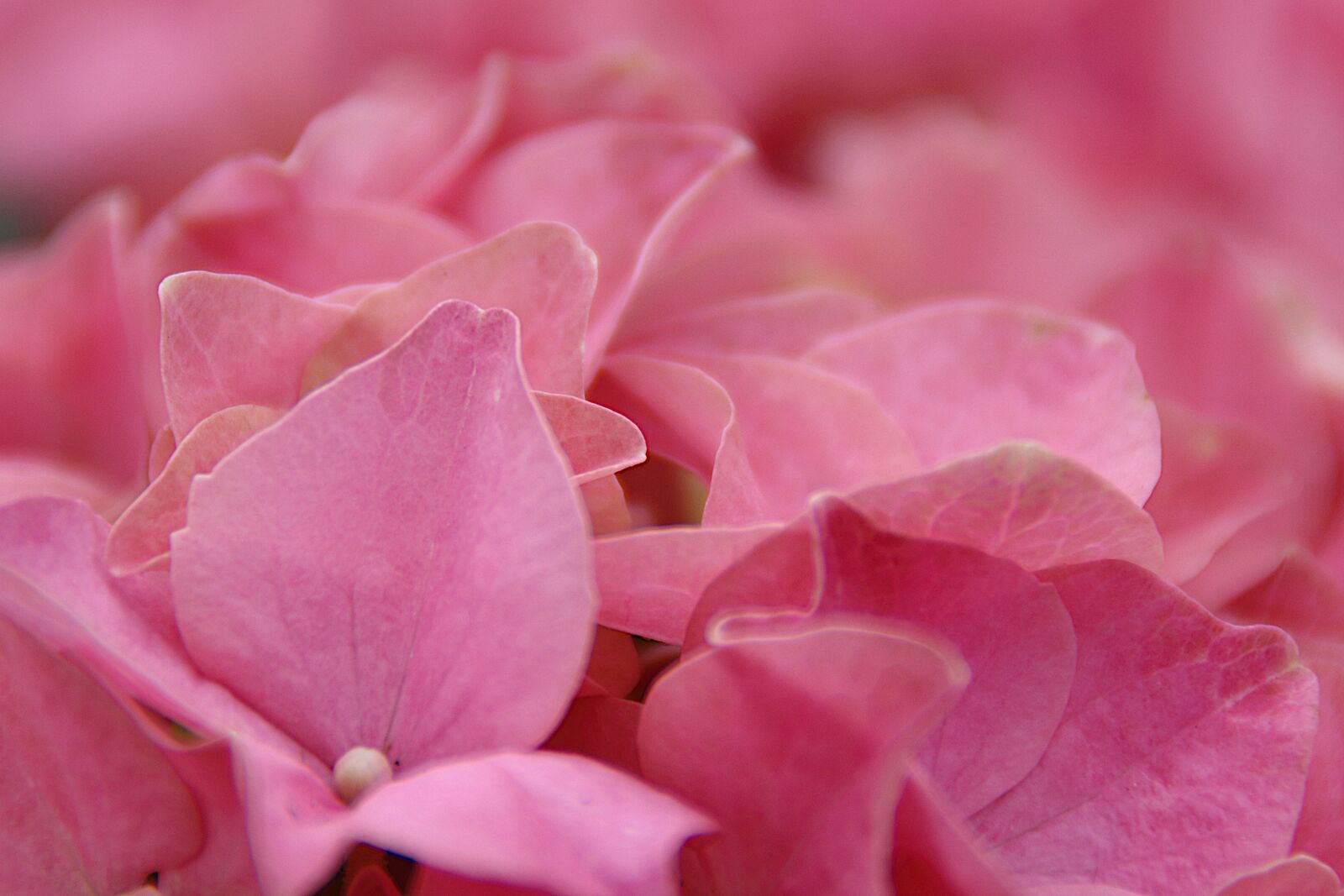 Canon EOS 100D (EOS Rebel SL1 / EOS Kiss X7) sample photo. Pink, hydrangea, bloom photography