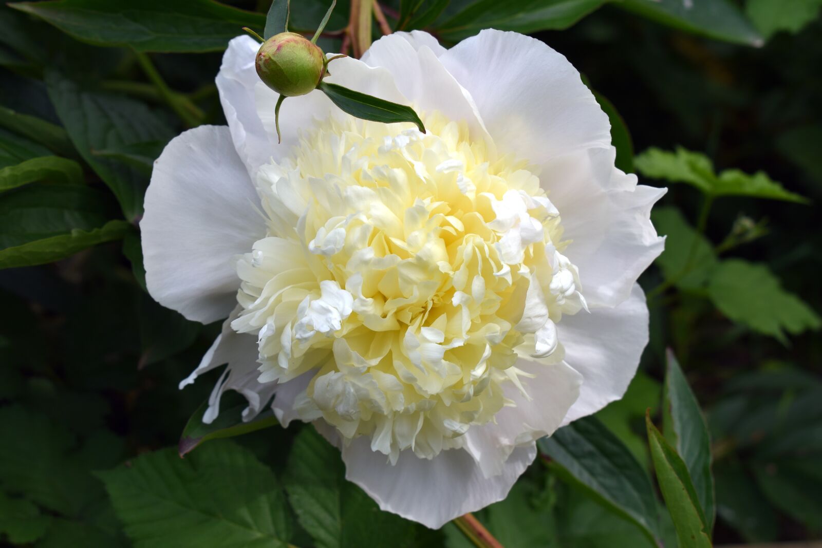 Nikon D3500 sample photo. Peony, blossom, bloom photography