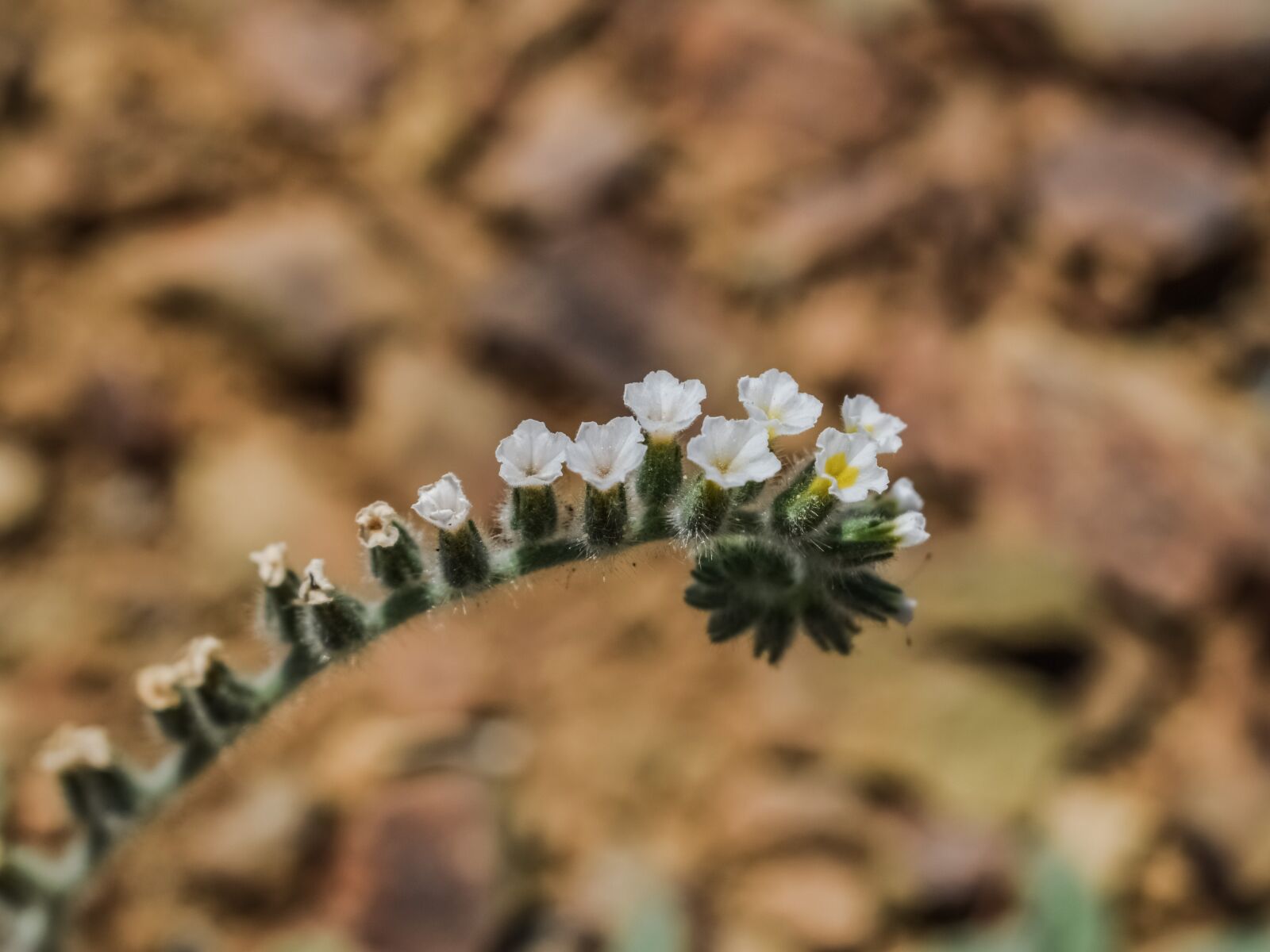 Nikon D3300 sample photo. Flower, wild flower, nature photography