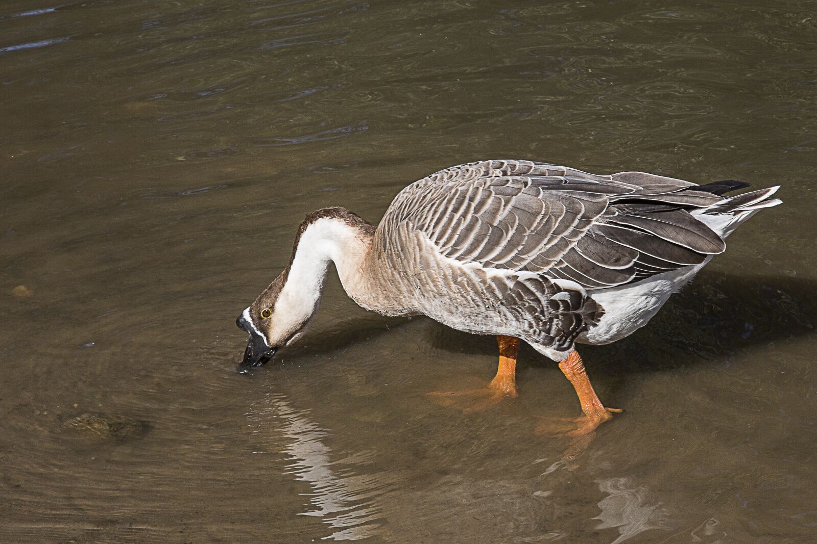 Canon EF 24-105mm F4L IS USM sample photo. Goose, h cker goose photography
