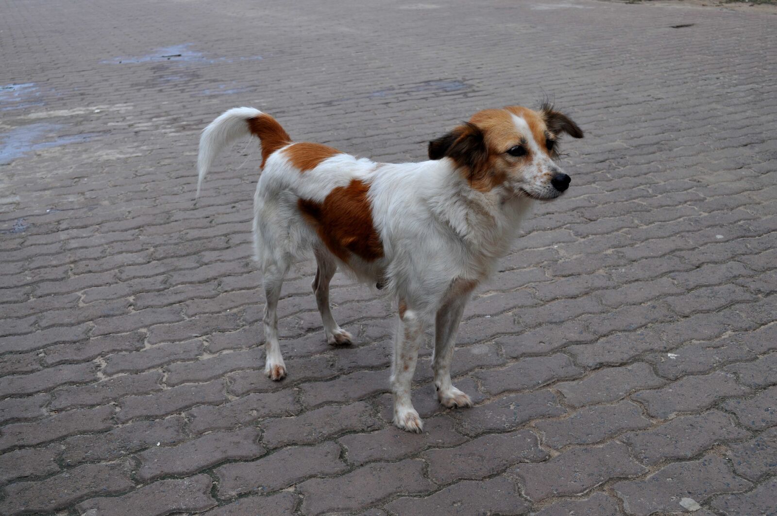 Nikon D5000 sample photo. Sweet, street, dog, posing photography
