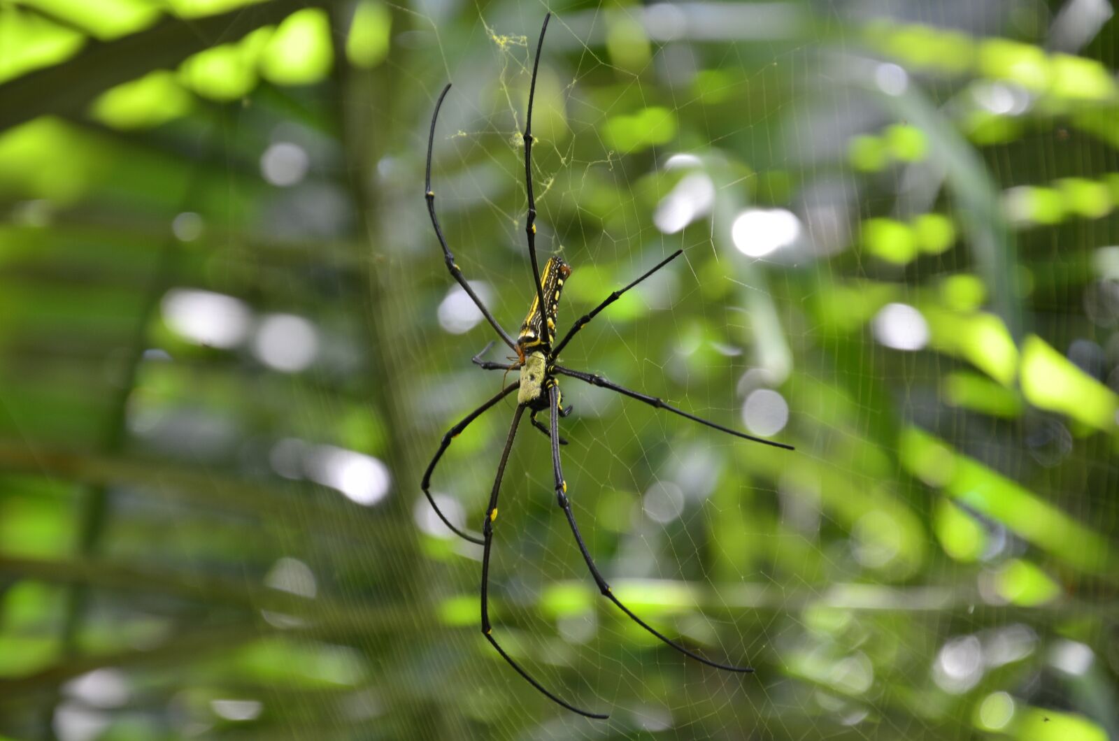 Nikon D7000 sample photo. Spider, nature, outdoor photography