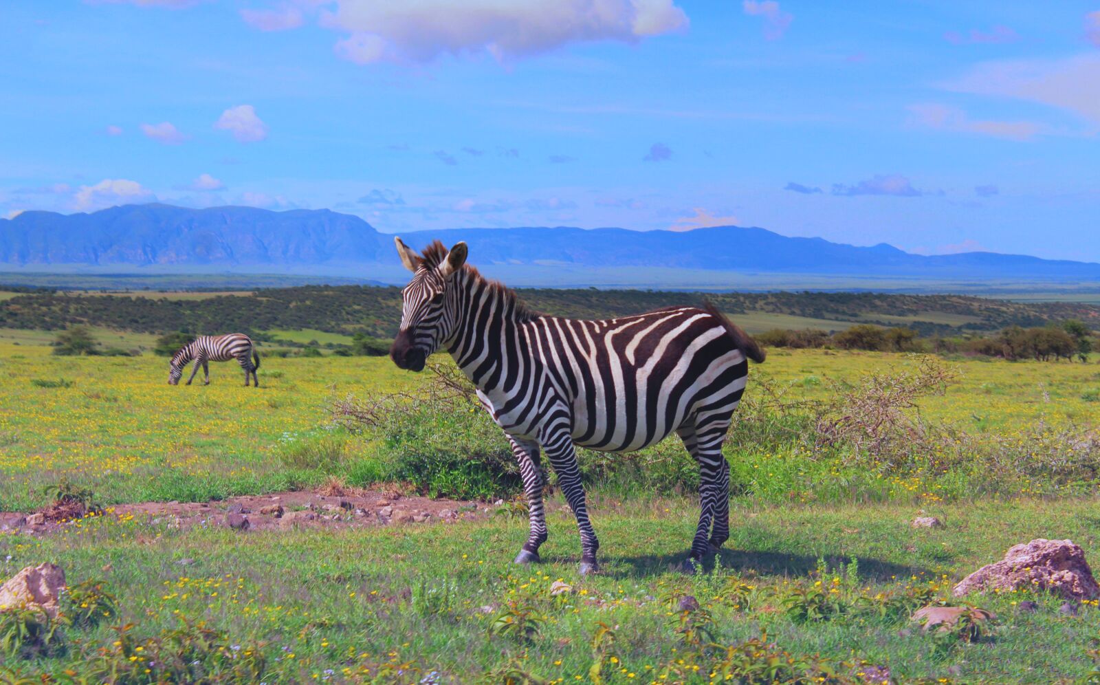 Canon EOS 1200D (EOS Rebel T5 / EOS Kiss X70 / EOS Hi) sample photo. Zebra, ngorongoro, tanzania photography