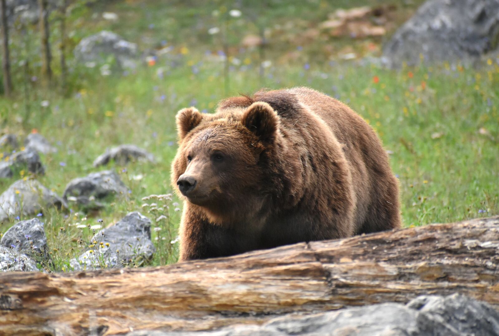 Nikon D5600 sample photo. Bear, brown, fur photography