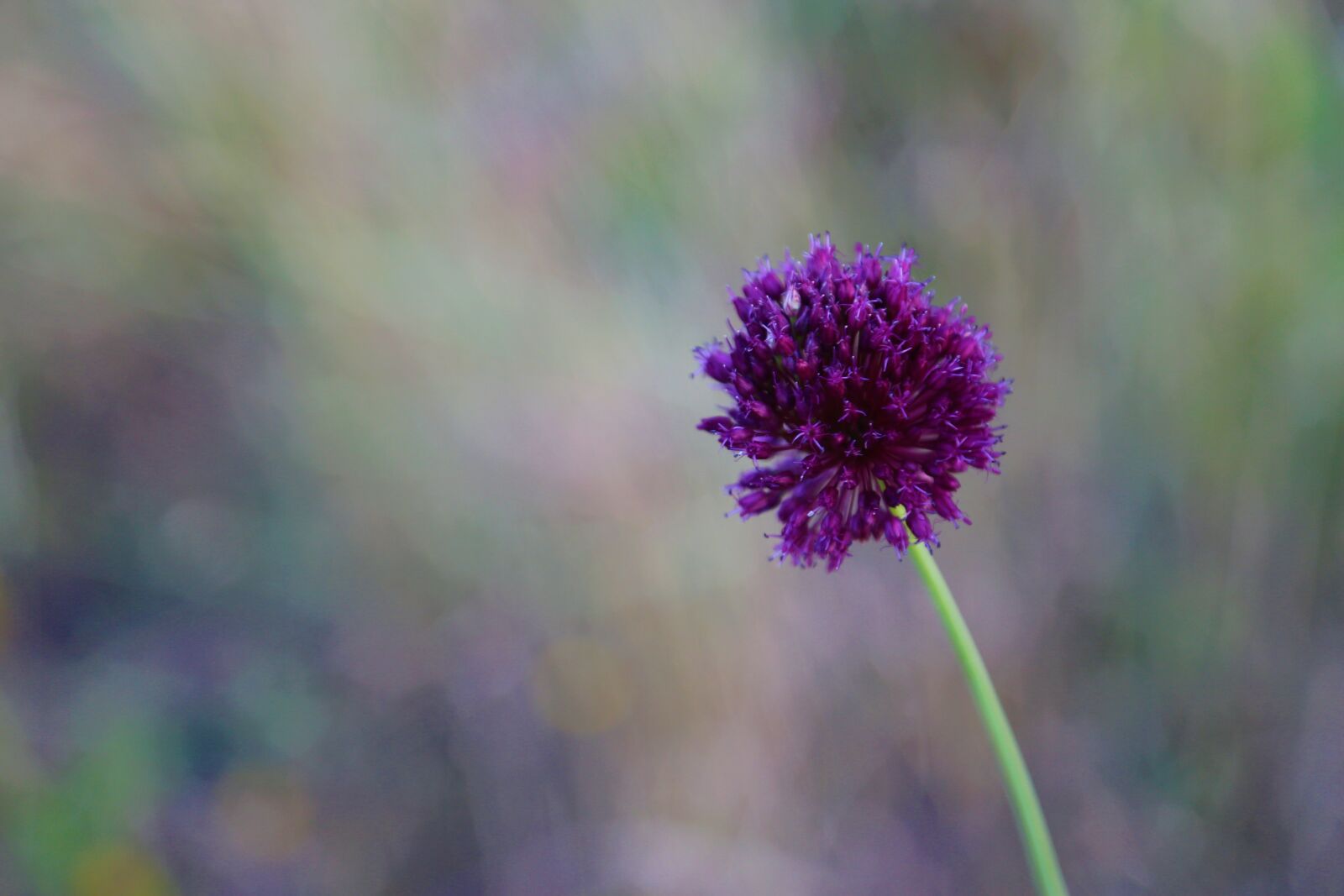 Canon EF 24-105mm F4L IS USM sample photo. Flower, plant, spring photography