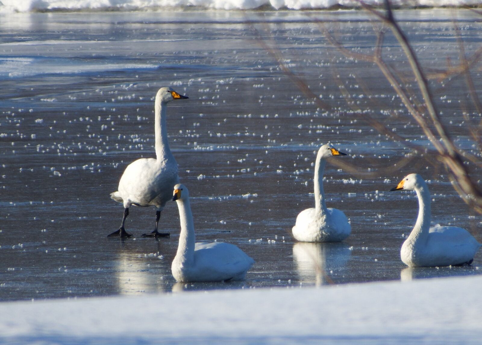 Fujifilm FinePix S1 sample photo. The wild swans, the photography