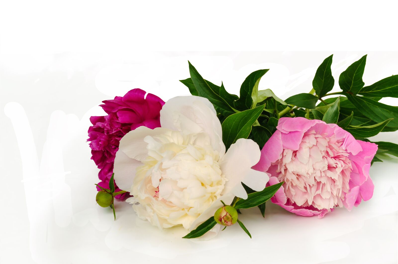 Nikon D5000 sample photo. Flower, rose, bouquet photography